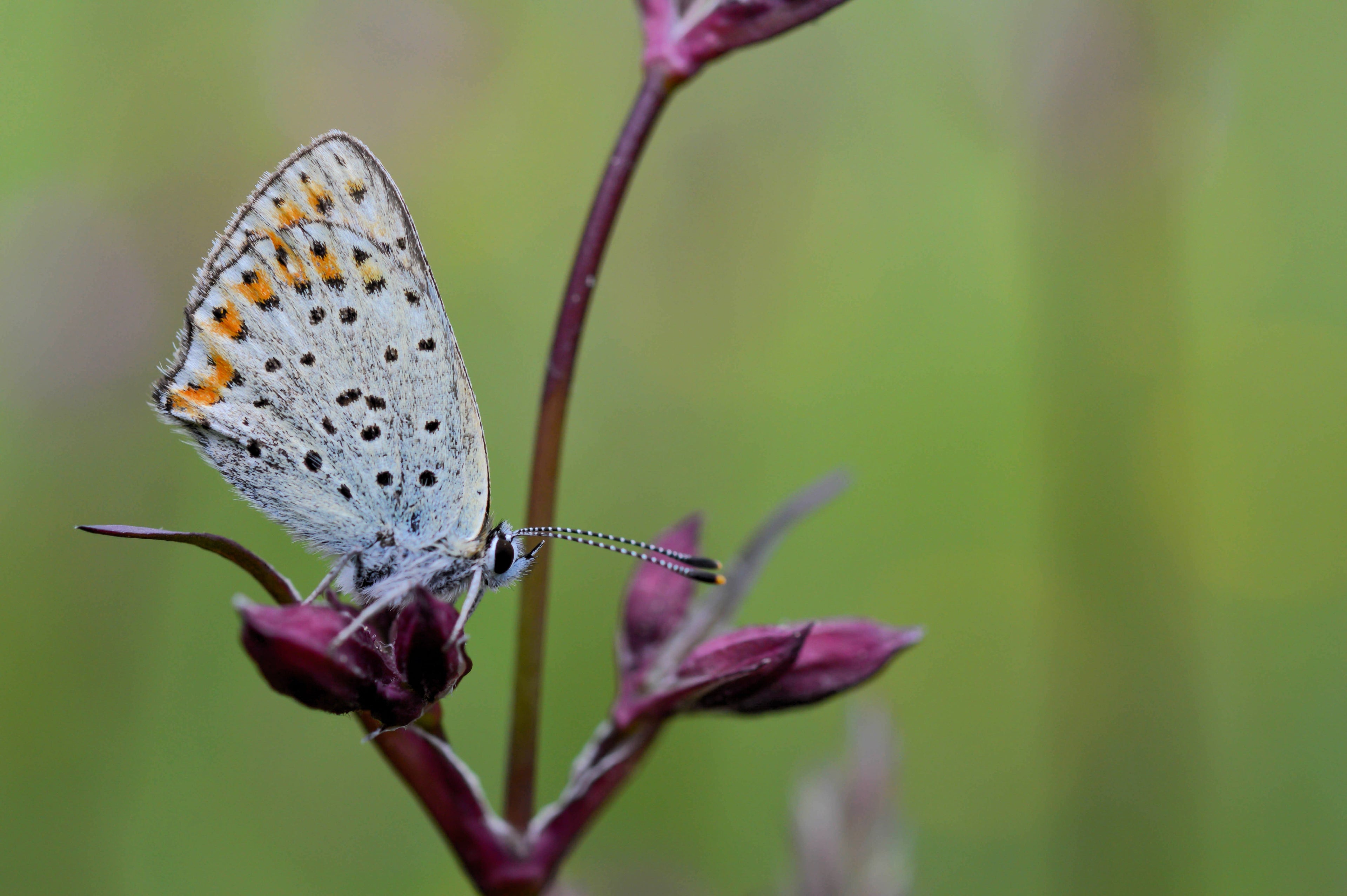 25 VESUVIUS CAMPION Red Orange Lychnis Arkwrightii Catchfly Flower Seeds