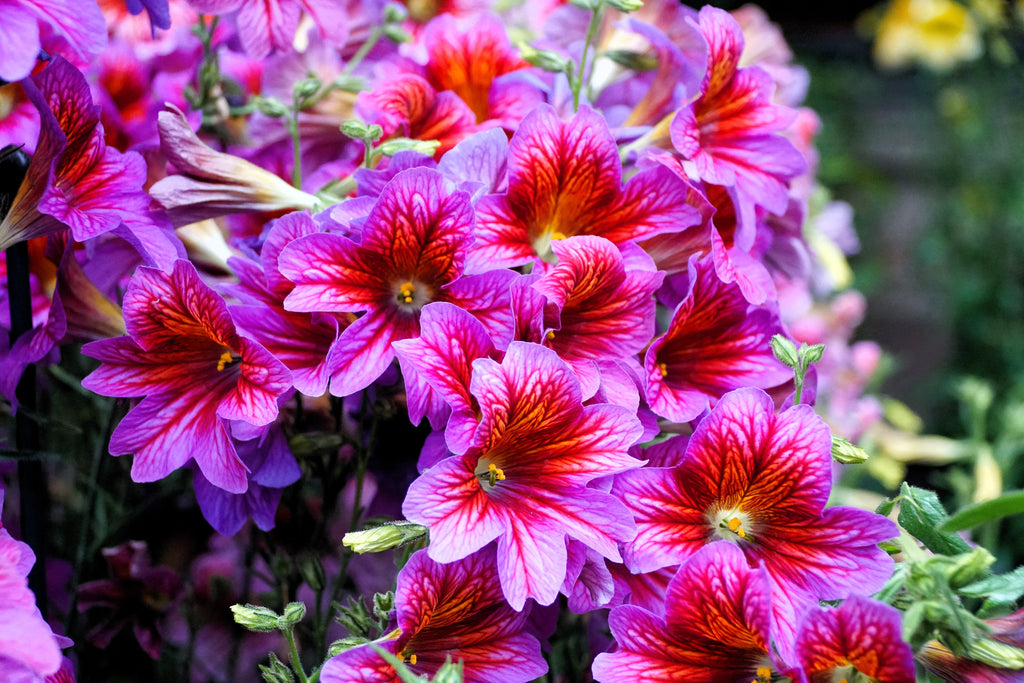 200 Mixed Colors PAINTED TONGUE (Velvet Trumpet Flower) Salpiglossis Grandiflora Virgiana Flower Seeds