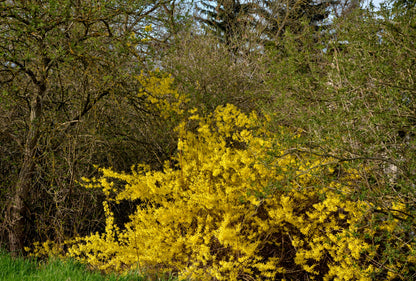 10 DWARF GOLDEN RAIN TREE Koelreuteria Paniculata Nana Yellow Flower Seeds