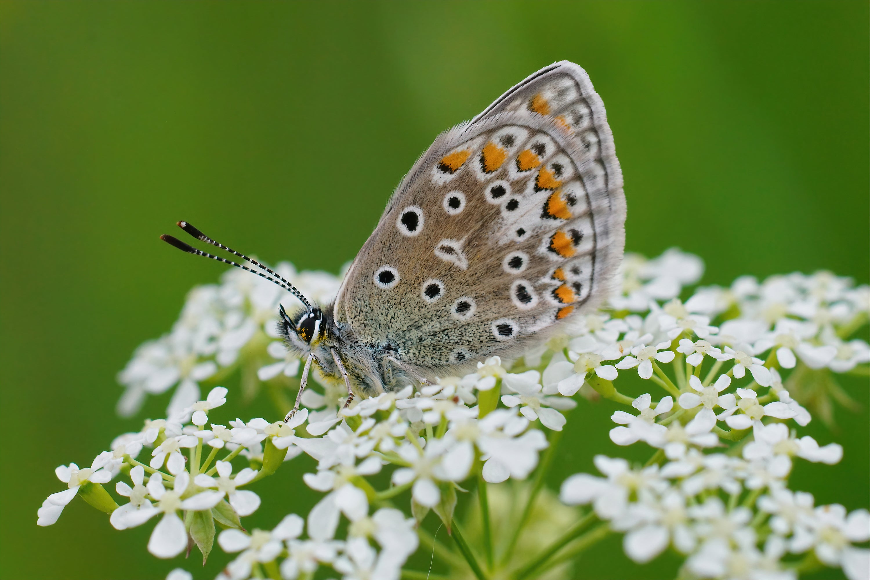 1500 FLAT LEAF PARSLEY Seeds Petroselinum Crispum Plain Single Italian Parsley Seeds