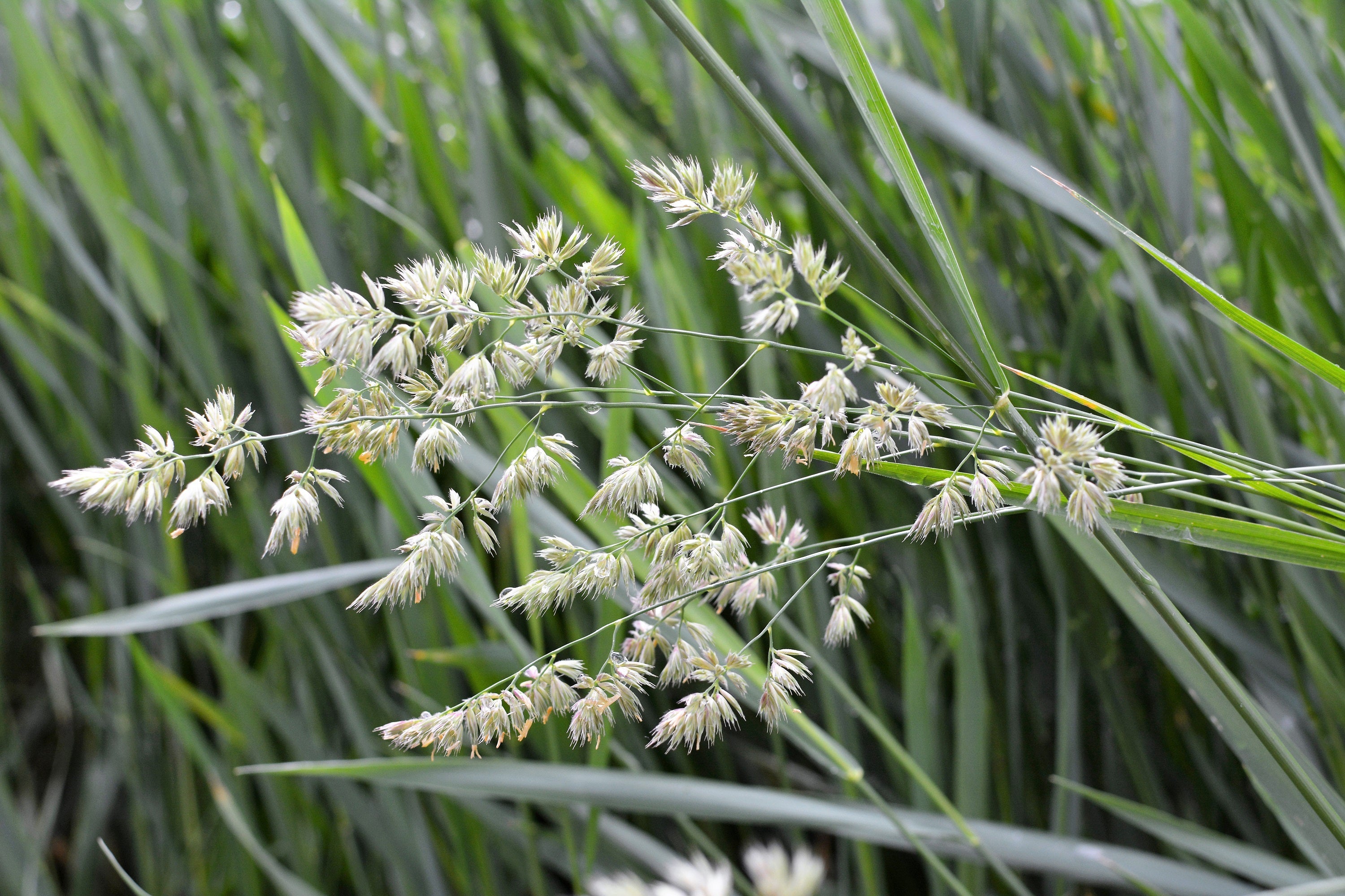3000 QUICKDRAW ORCHARDGRASS Cat Grass Petgrass Cocksfoot Cool-Season Sun or Shade Dactylis GlomerataPerennial Bunchgrass Quick Draw Grass Seeds