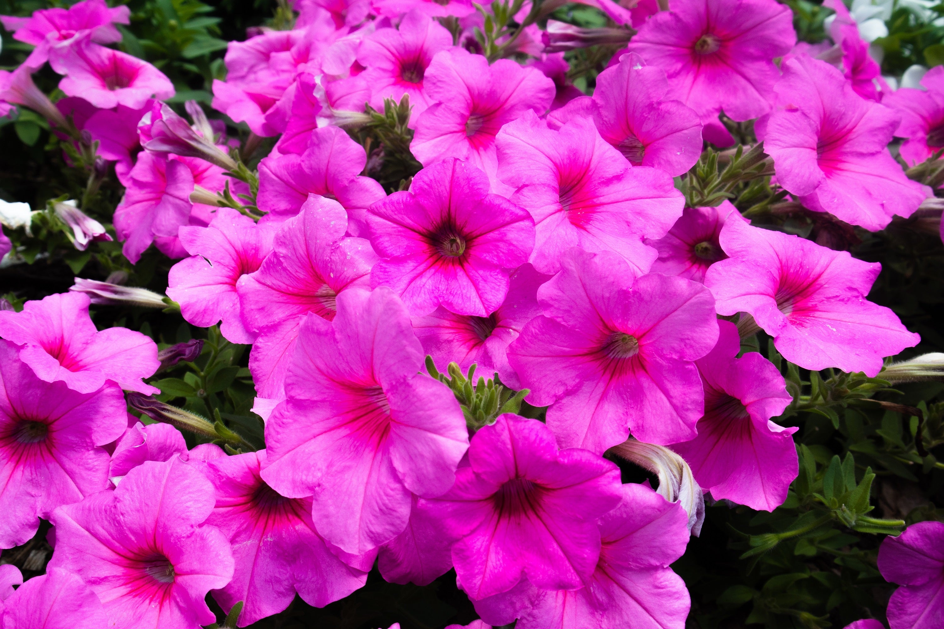 200 Mixed LAURA BUSH PETUNIA Violacea Integrifolia Pink Purple Trumpet Flower Seeds