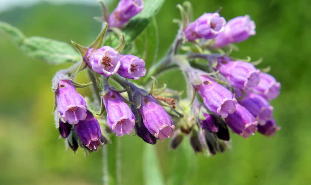 10 TRUE COMFREY Comphrey Symphytum Officinale Herb Seeds Purple Flowers