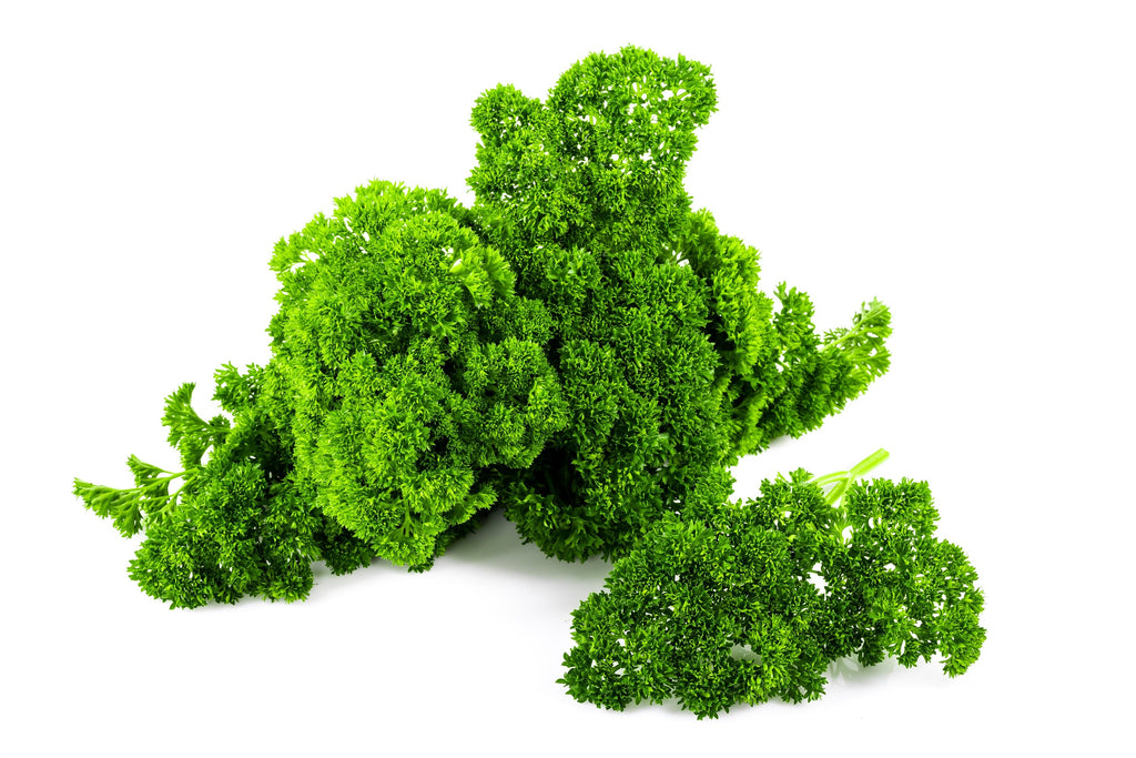 1000 MOSS CURLED PARSLEY Petroselinum Crispum Herb Vegetable Flower Seeds
