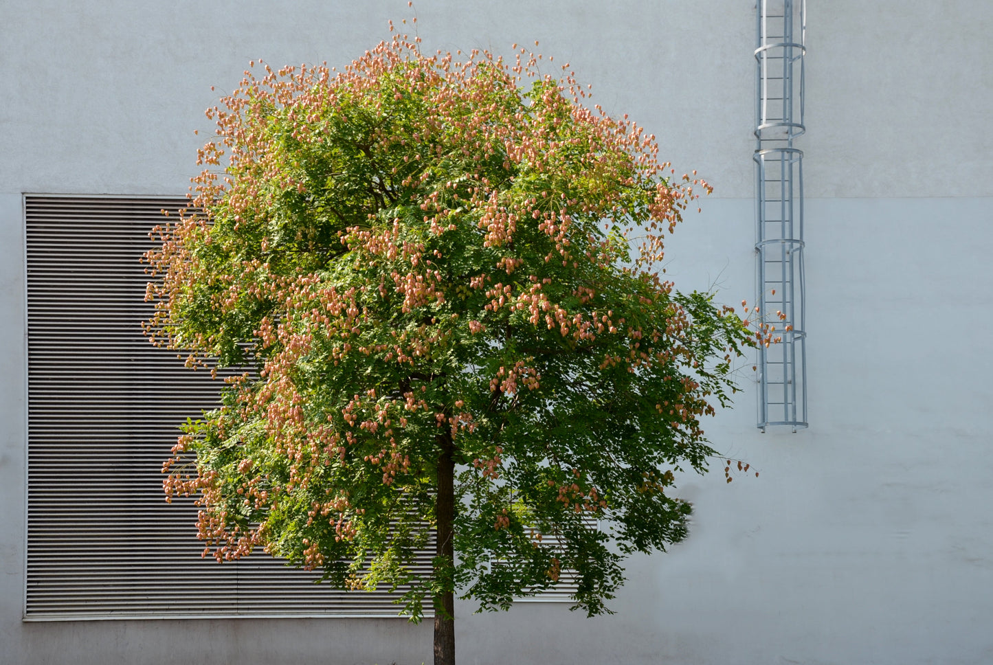 10 DWARF GOLDEN RAIN TREE Koelreuteria Paniculata Nana Yellow Flower Seeds