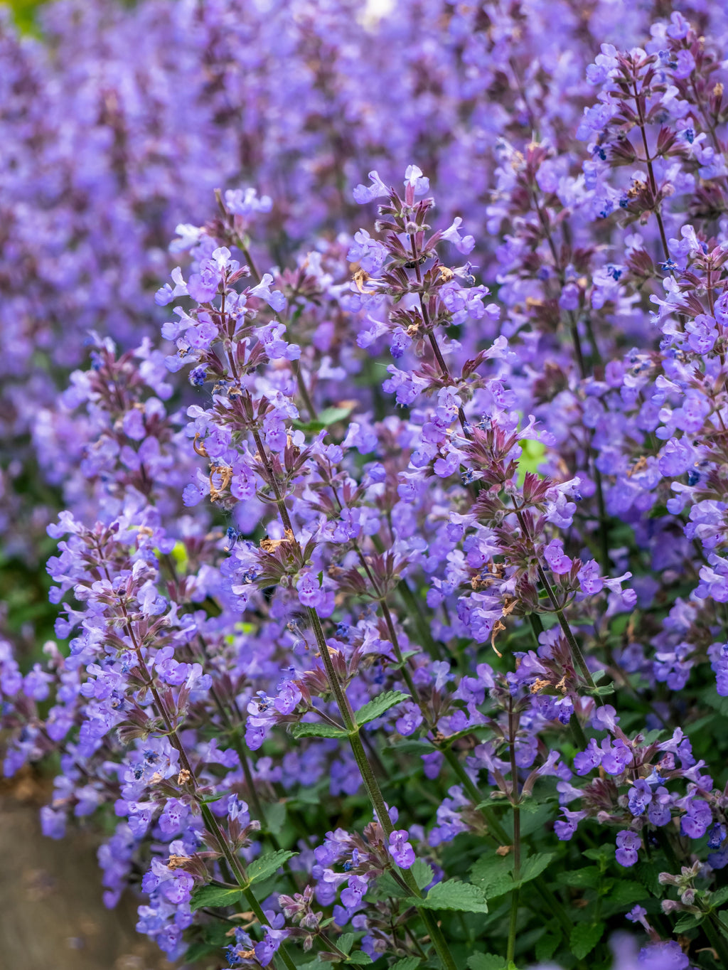 50 PERSIAN CATMINT Mussins Nepeta Racemosa Flower Seeds