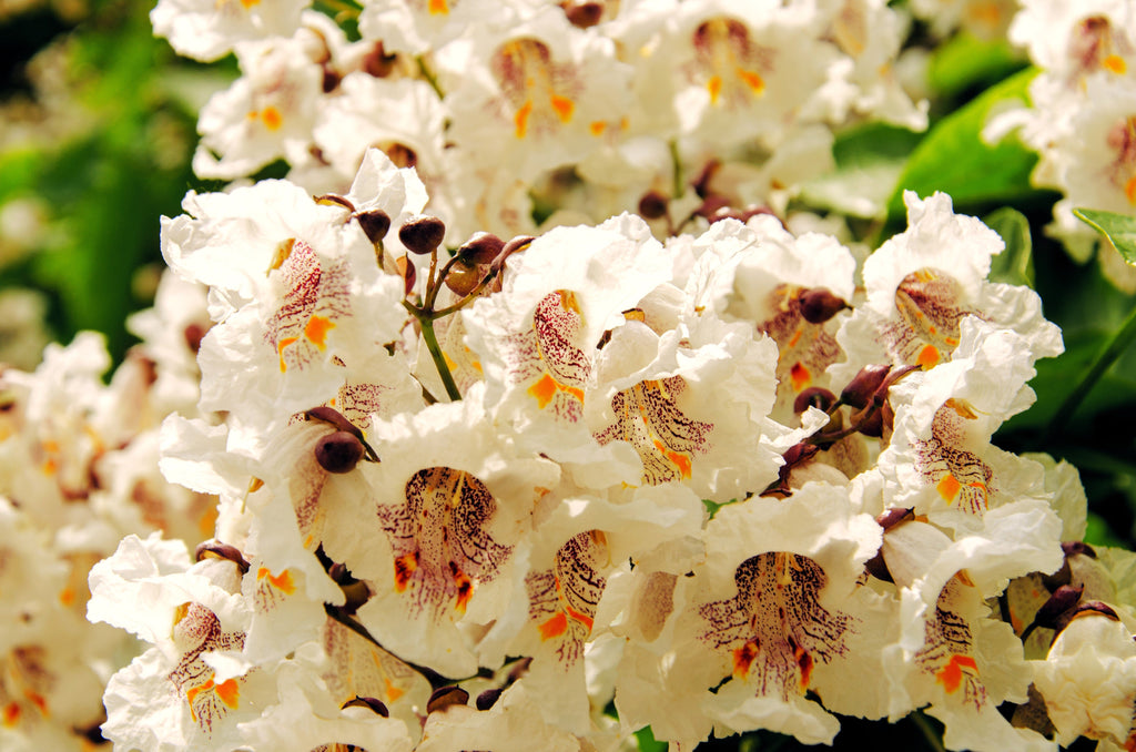 50 Flowering NORTHERN CATALPA Speciosa TREE Seeds (aka Western Catalpa or Catawba / Indian Cigar / Fish-Bait)