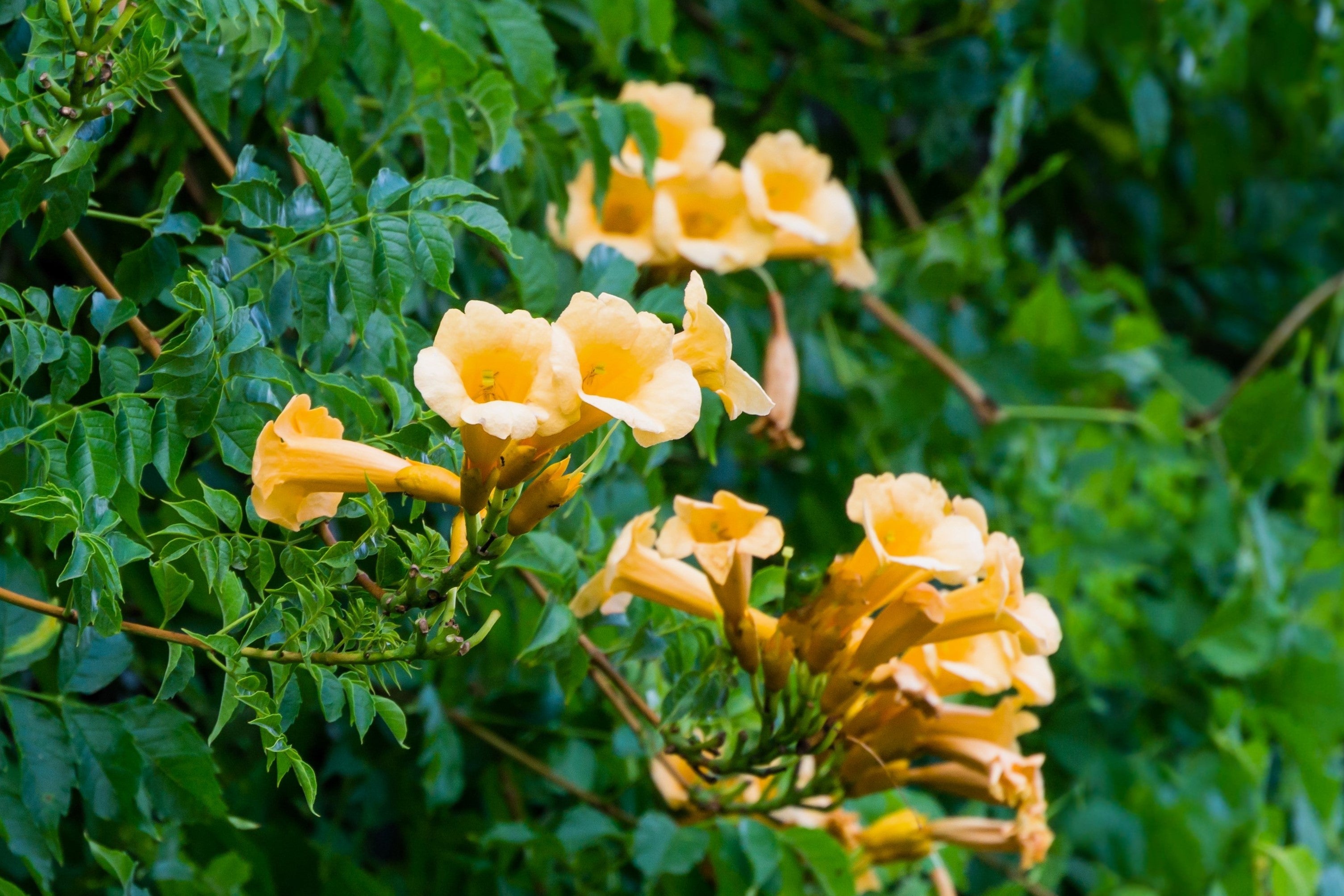 10 YELLOW HUMMINGBIRD TRUMPET Vine Flower Campsis Radicans Flava Climber Seeds