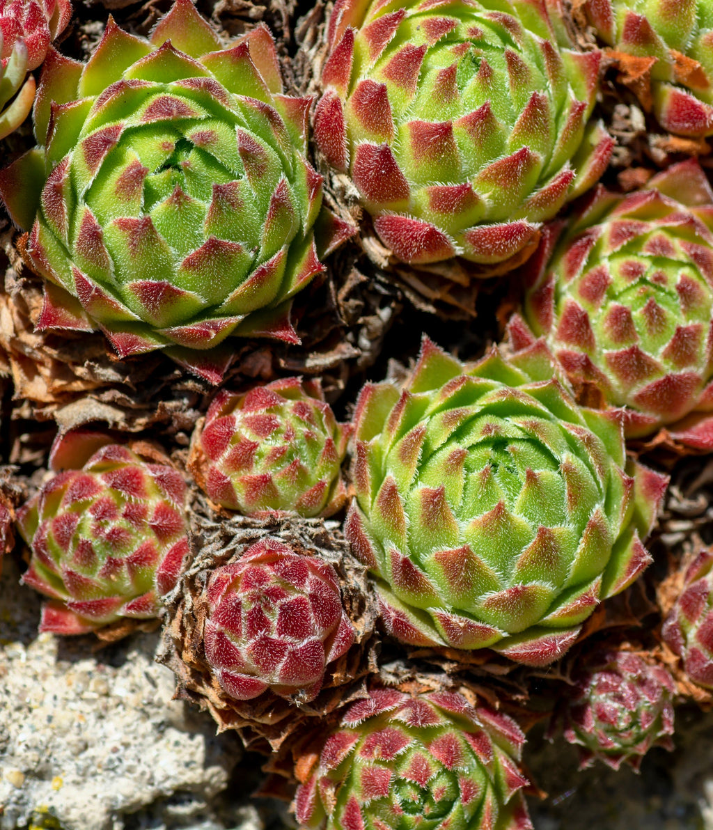 50 MOUNTAIN HOUSELEEK Hens & Chicks Sempervivum Montanum Green Red / Pink Flower Houseplant Seeds