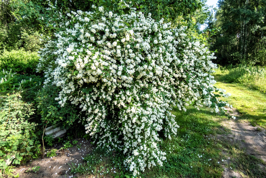 20 SWEET MOCK ORANGE English Dogwood Philadelphus Coronarius Shrub Flower Seeds
