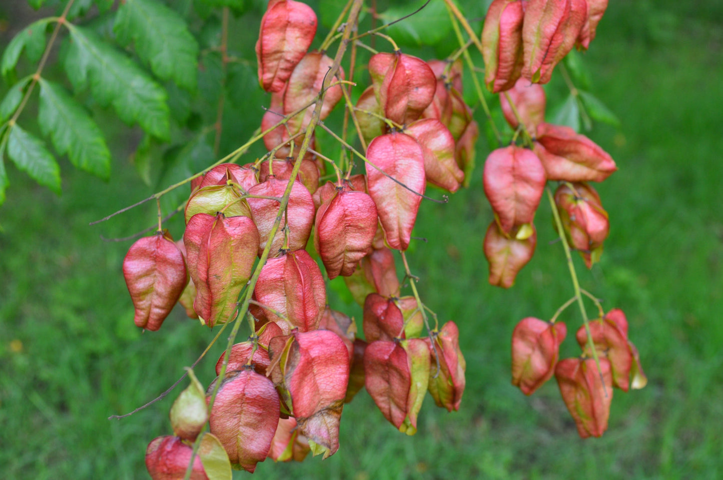 10 DWARF GOLDEN RAIN TREE Koelreuteria Paniculata Nana Yellow Flower Seeds