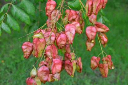 10 DWARF GOLDEN RAIN TREE Koelreuteria Paniculata Nana Yellow Flower Seeds