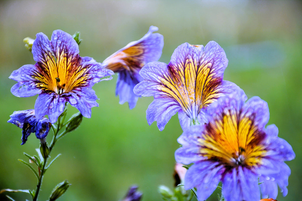 200 Mixed Colors PAINTED TONGUE (Velvet Trumpet Flower) Salpiglossis Grandiflora Virgiana Flower Seeds