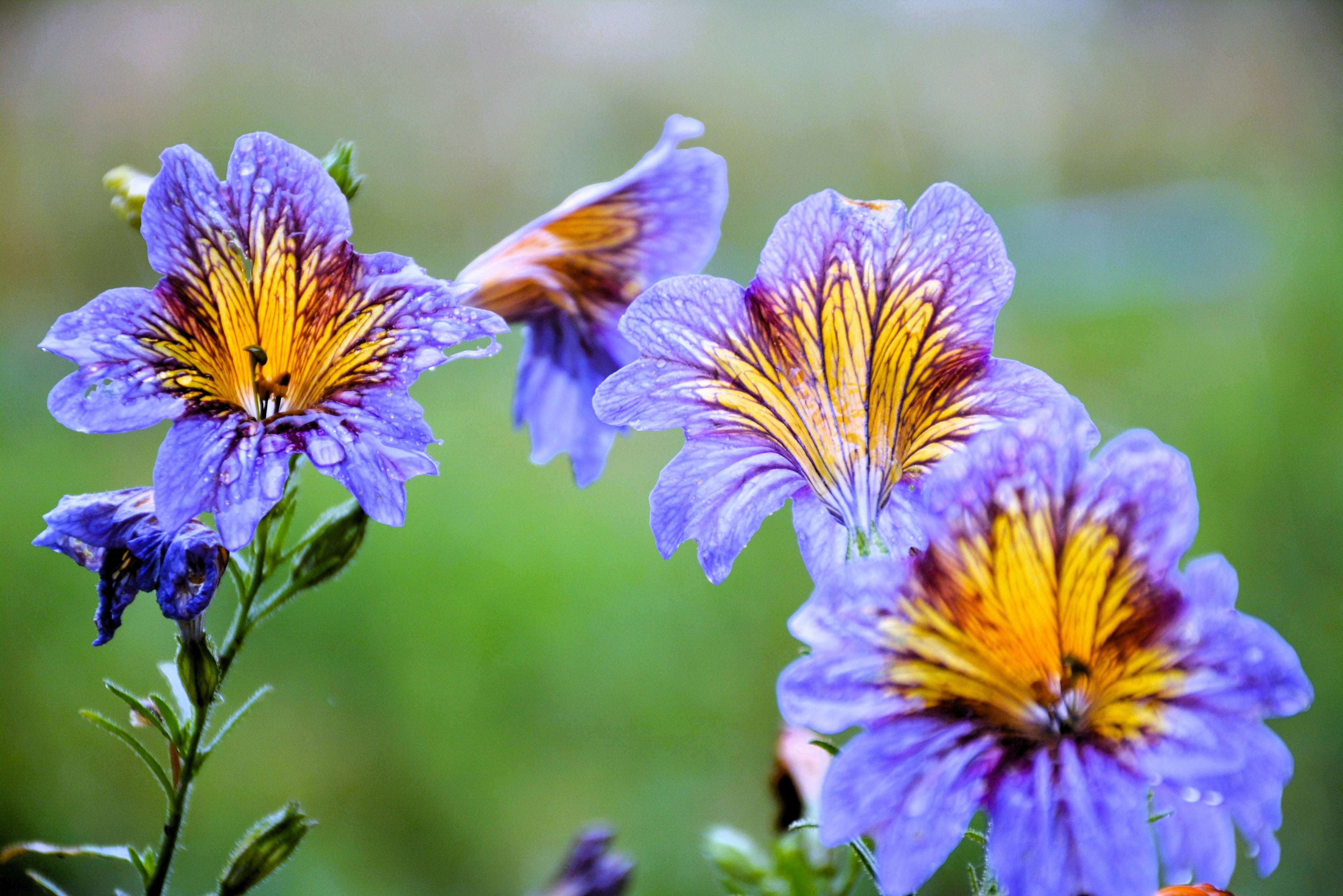 200 Mixed Colors PAINTED TONGUE (Velvet Trumpet Flower) Salpiglossis Grandiflora Virgiana Flower Seeds