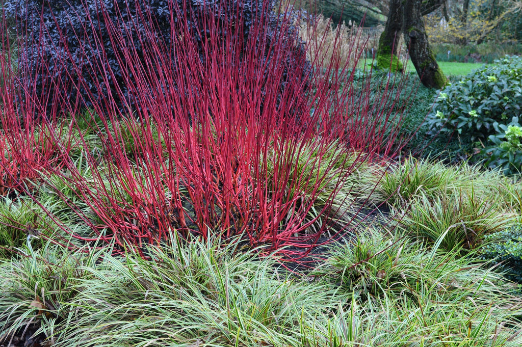 20 RED TWIG DOGWOOD American Red Osier Shrub White Flower Cornus Sericea Seeds