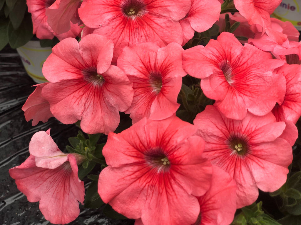 25 SALMON PETUNIA Grandiflora Flower Seeds