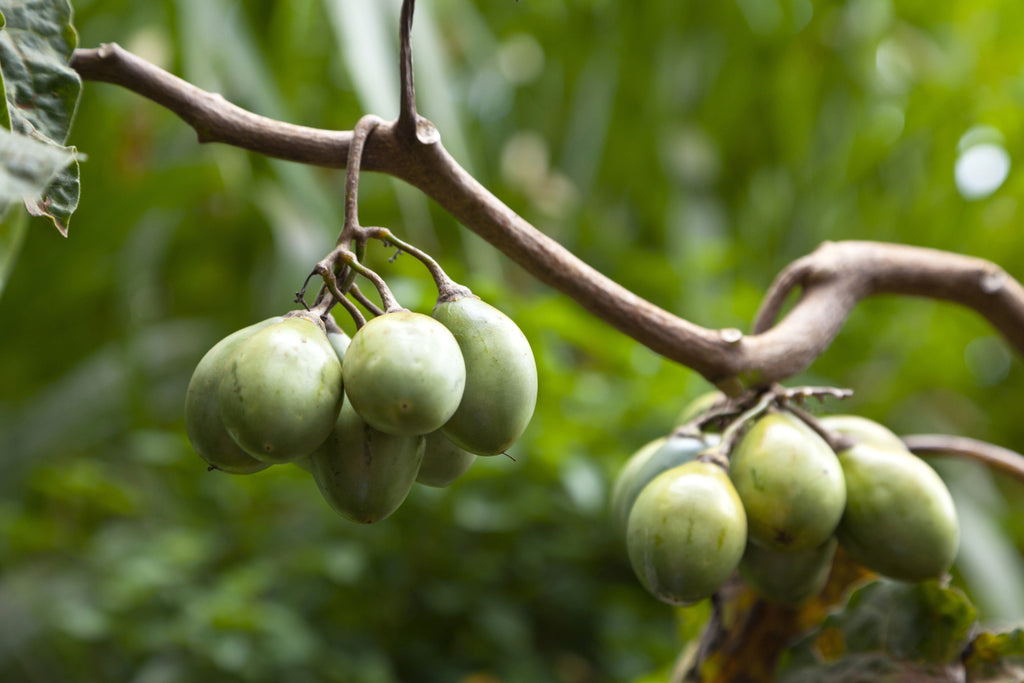 10 TAMARILLO / TREE TOMATO Cyphomandra Betacea Solanum Fruit Tree Seeds