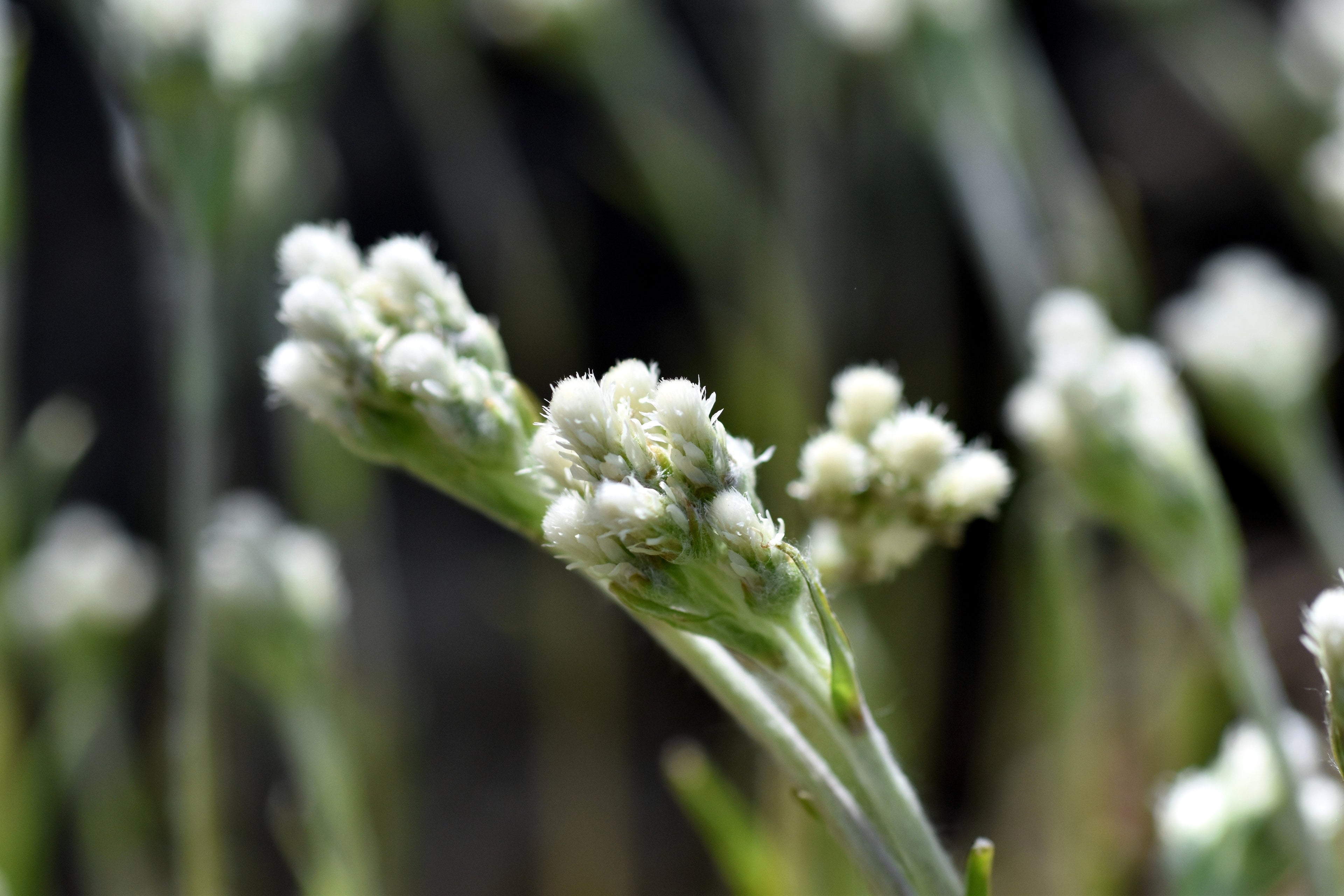 150 White PUSSYTOES Cats Paws Antennaria Flower Seeds