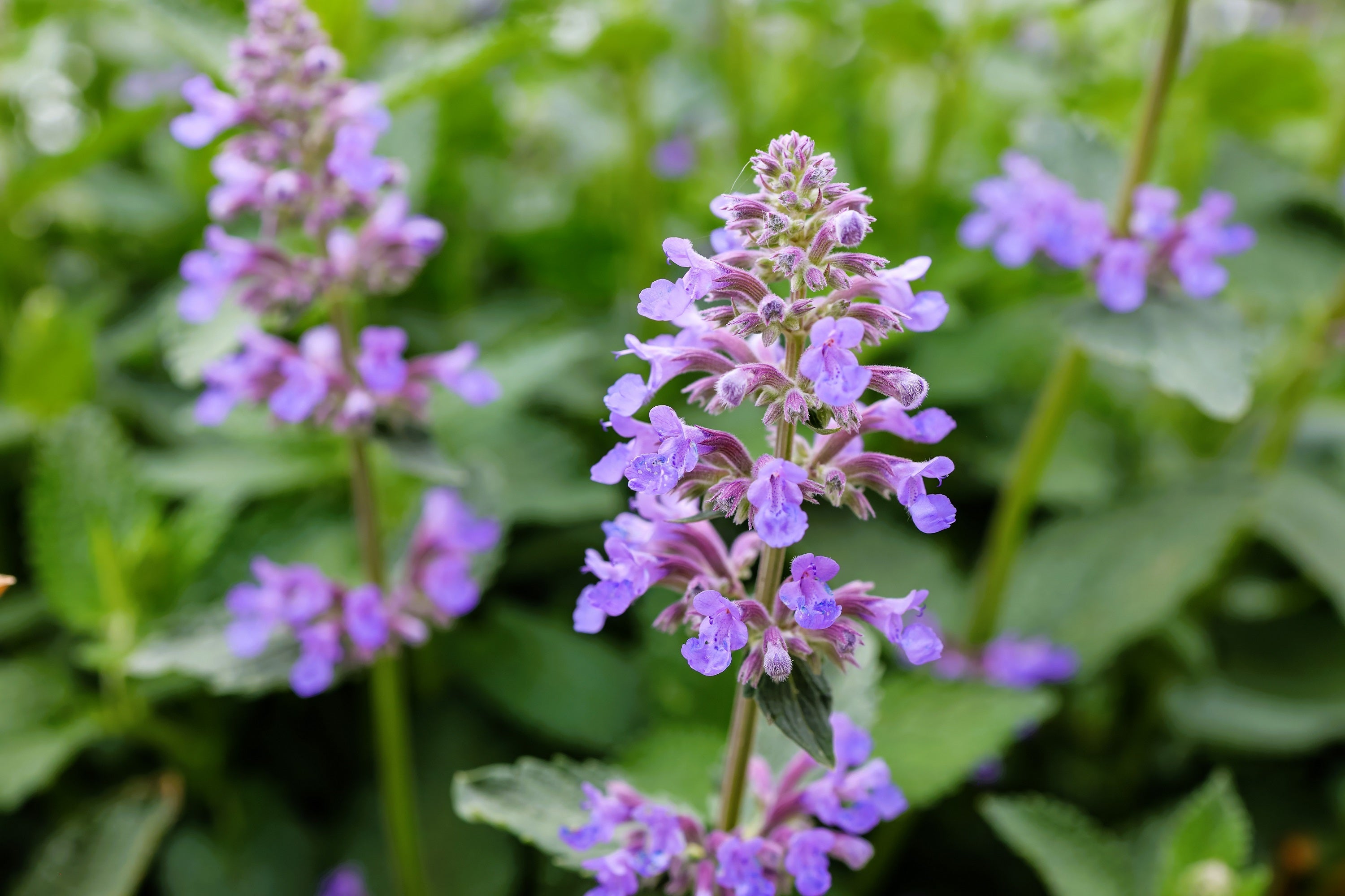 50 PERSIAN CATMINT Mussins Nepeta Racemosa Flower Seeds