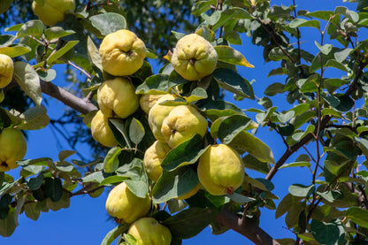 20 COMMON CULINARY QUINCE Fruit Tree Cydonia Oblonga Flowering Shrub Seeds