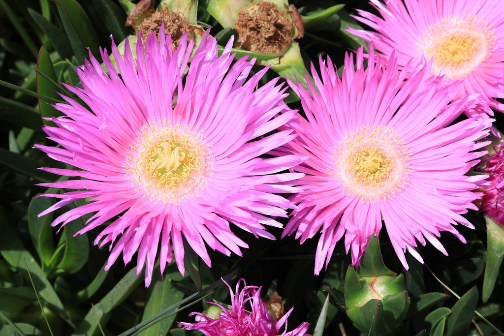 25 Table Mountain ICE PLANT Magenta Fuchsia Delosperma Cooperi Hardy Pink Carpet Flower Seeds
