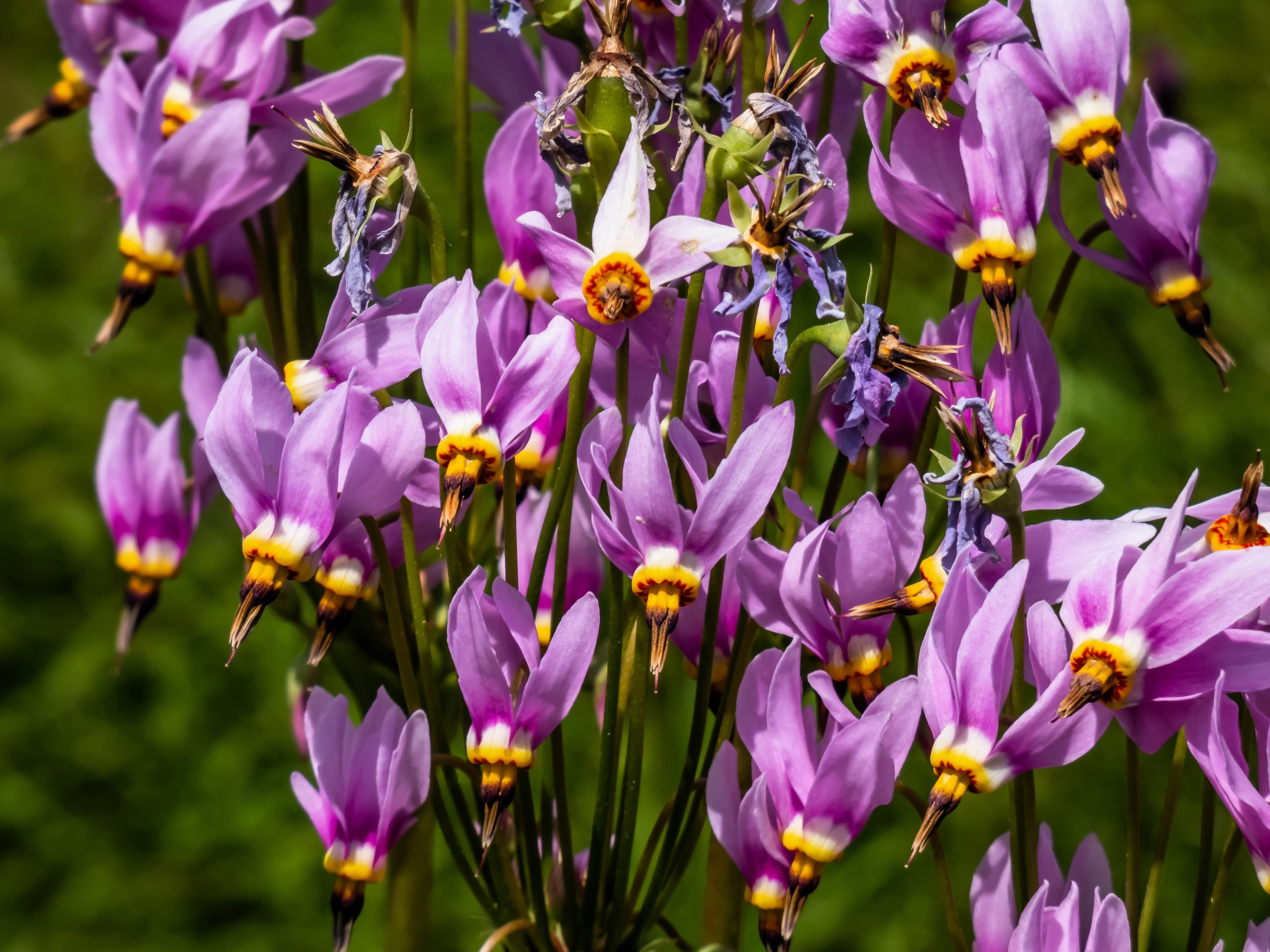 25 MIDLAND SHOOTING STAR (Flamingo Flower / Birds Bills / Prairie Pointer) Dodecatheon Meadia Flower Seeds