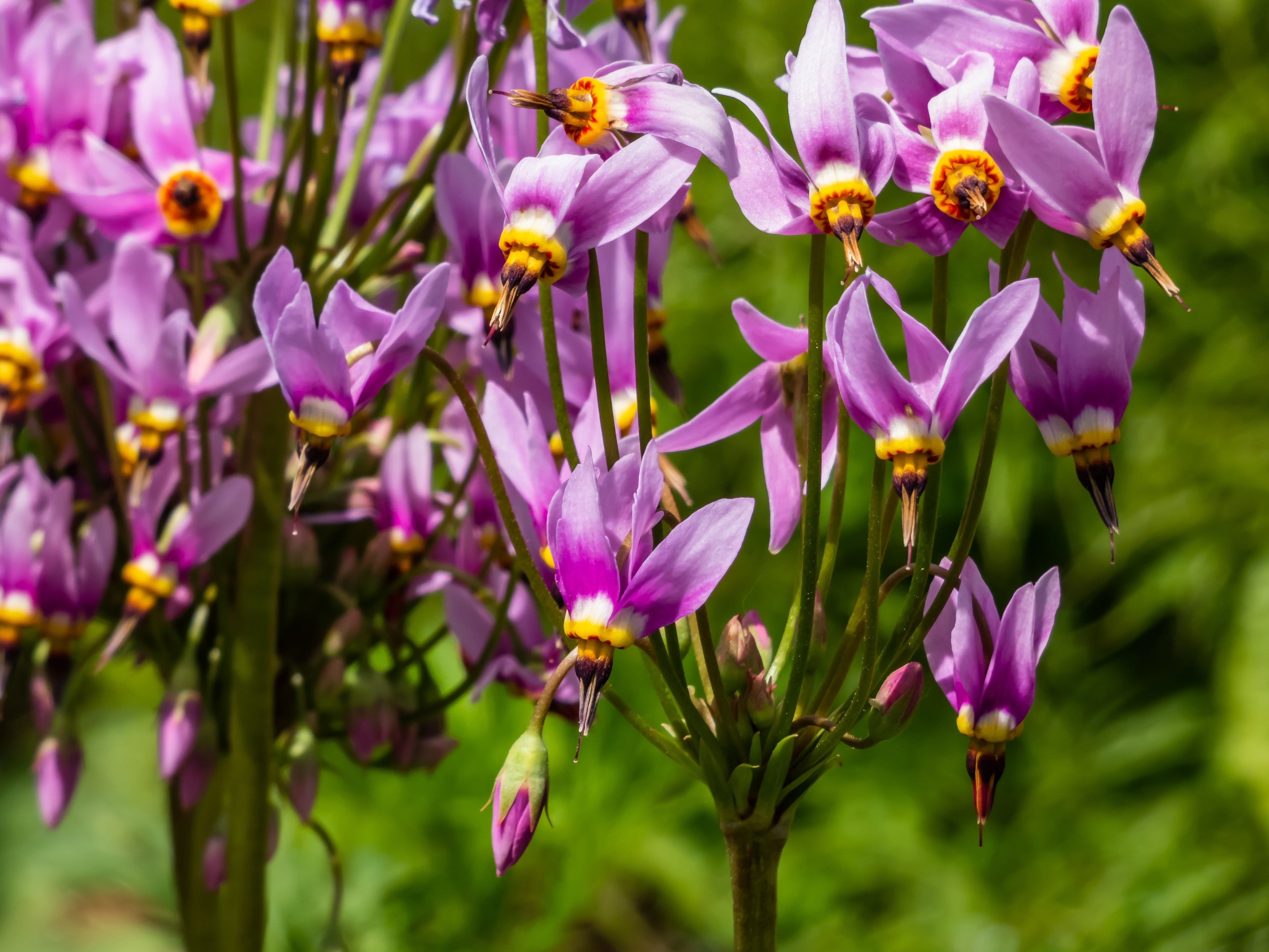 25 MIDLAND SHOOTING STAR (Flamingo Flower / Birds Bills / Prairie Pointer) Dodecatheon Meadia Flower Seeds