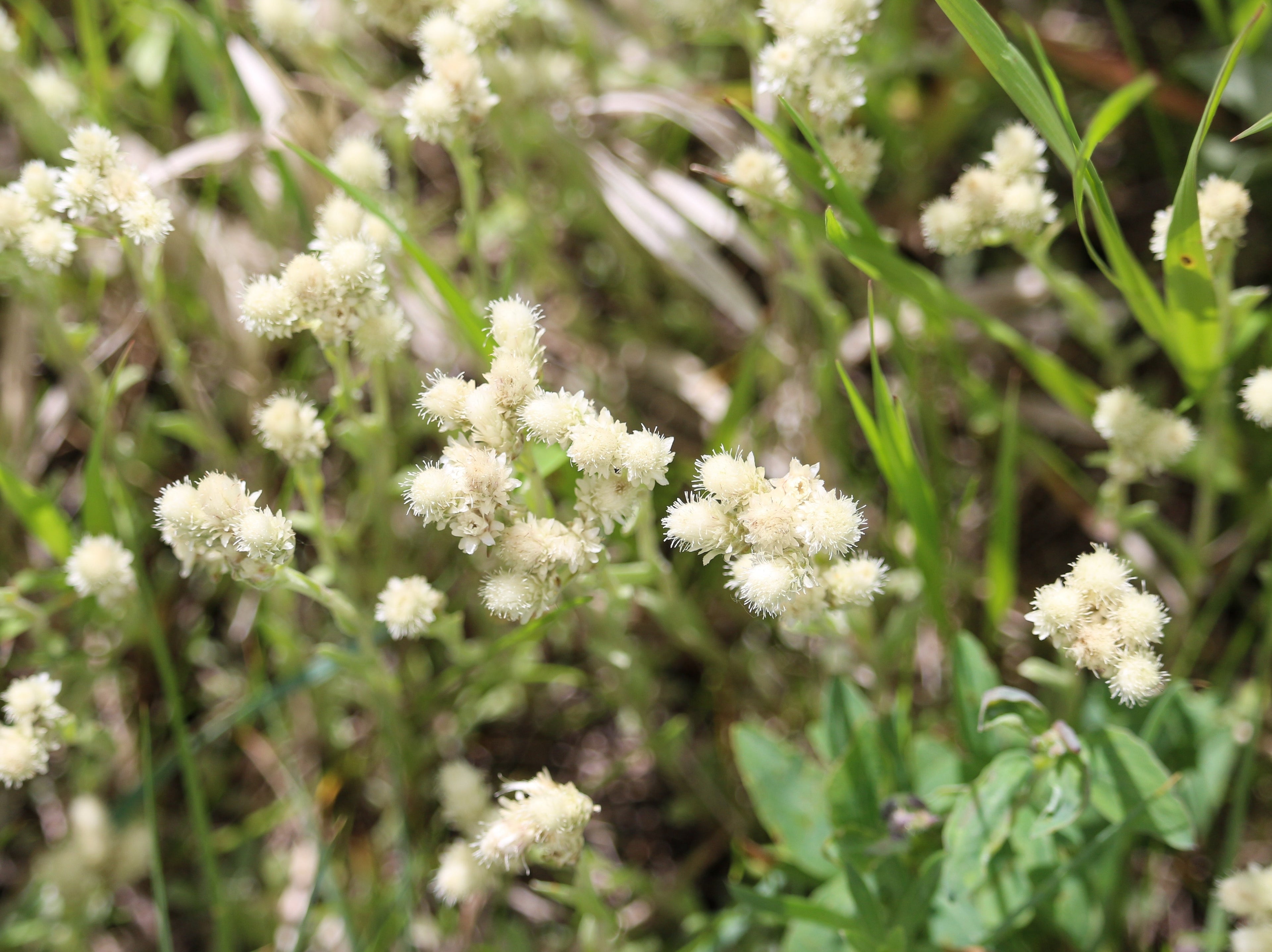 150 White PUSSYTOES Cats Paws Antennaria Flower Seeds