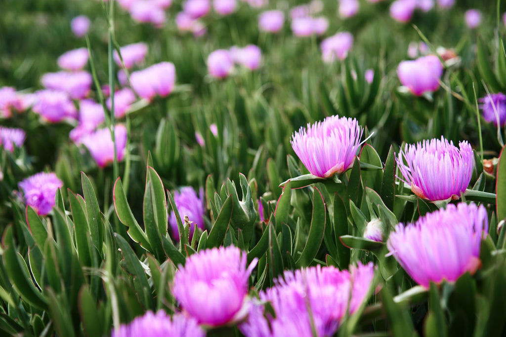 25 Table Mountain ICE PLANT Magenta Fuchsia Delosperma Cooperi Hardy Pink Carpet Flower Seeds