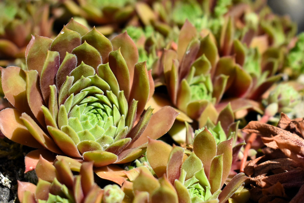50 MOUNTAIN HOUSELEEK Hens & Chicks Sempervivum Montanum Green Red / Pink Flower Houseplant Seeds