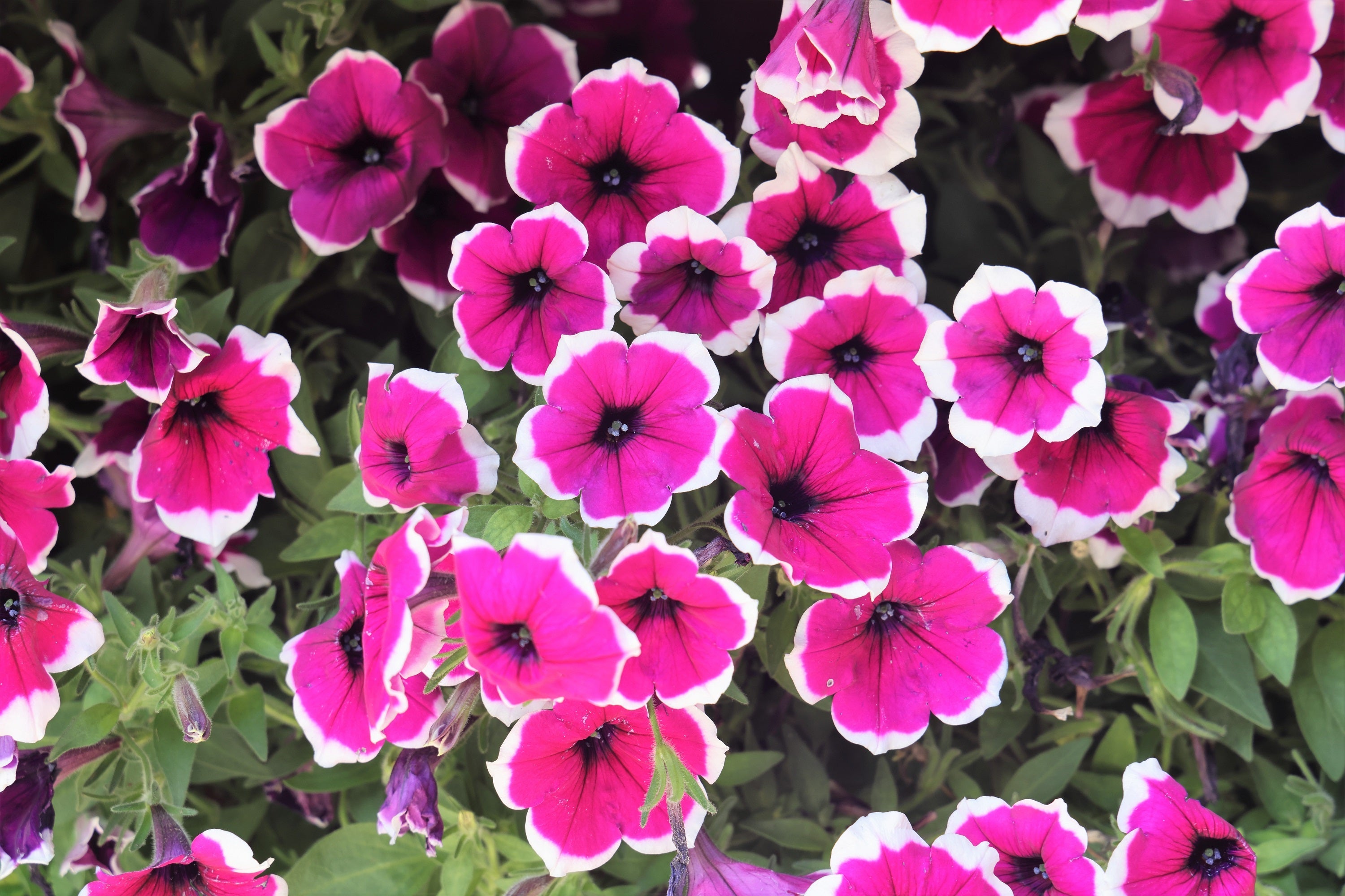 50 PICOTEE MIX PETUNIA Multiflora Mixed Colors Bicolor White Blue Purple Pink Red Flower Seeds