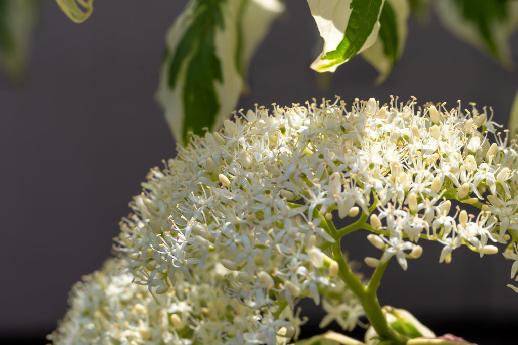 20 RED TWIG DOGWOOD American Red Osier Shrub White Flower Cornus Sericea Seeds
