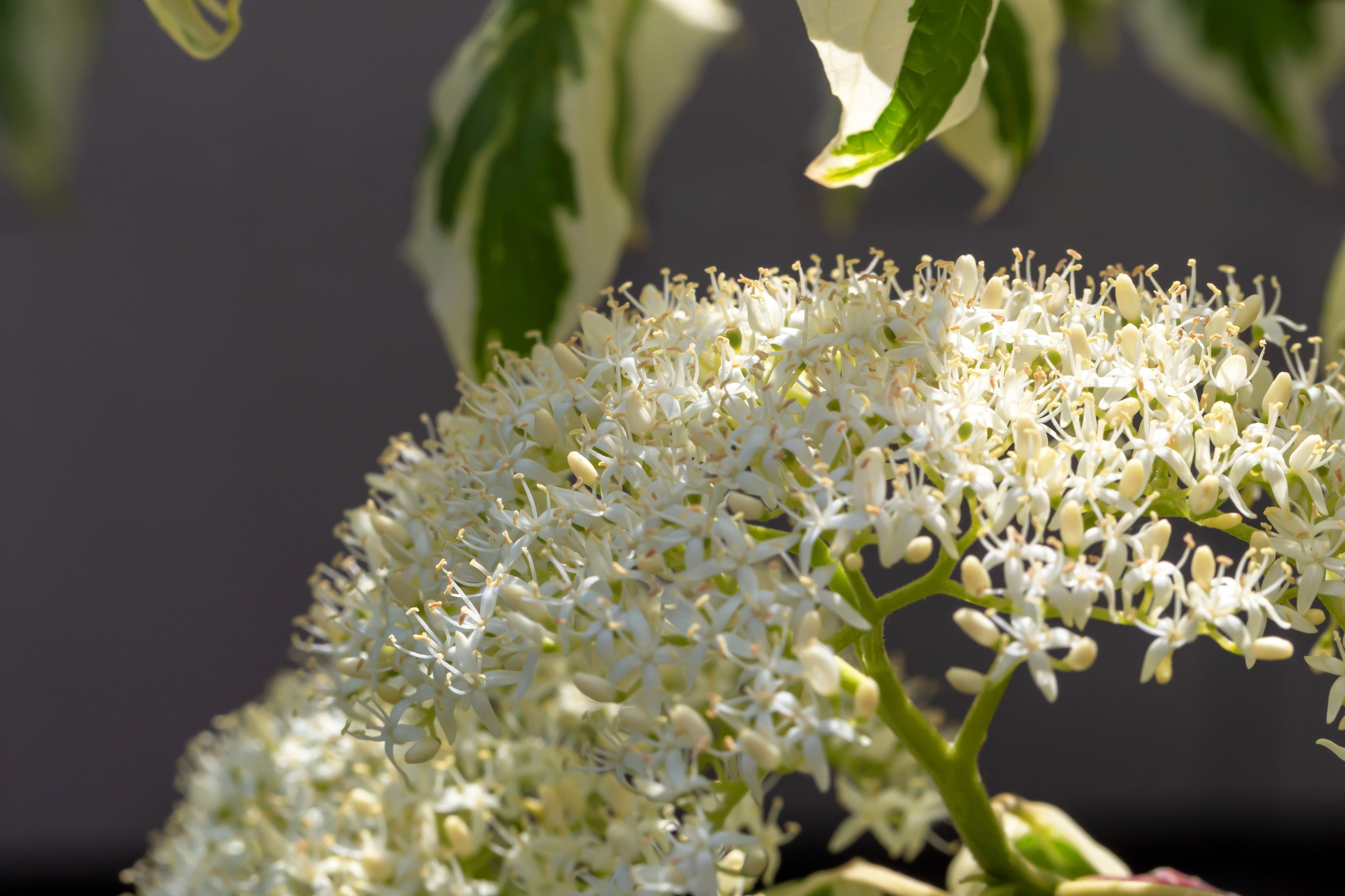 20 RED TWIG DOGWOOD American Red Osier Shrub White Flower Cornus Sericea Seeds