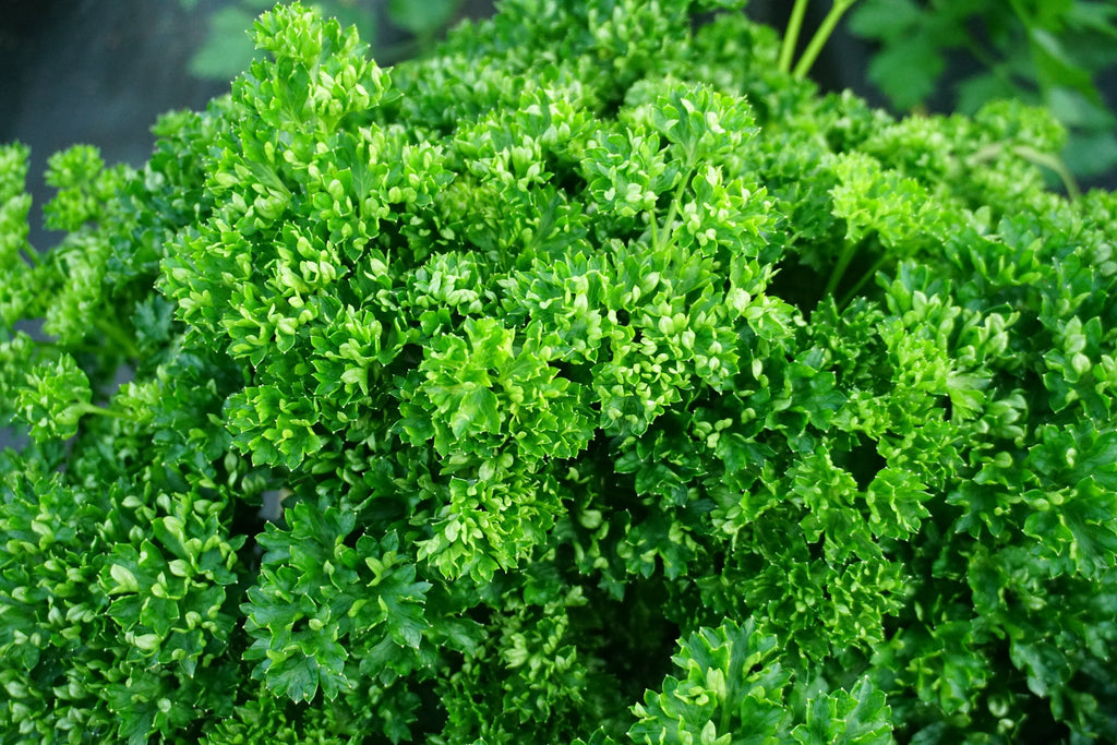 1500 TRIPLE CURLED PARSLEY Petroselinum Hortensis Herb Vegetable Seeds