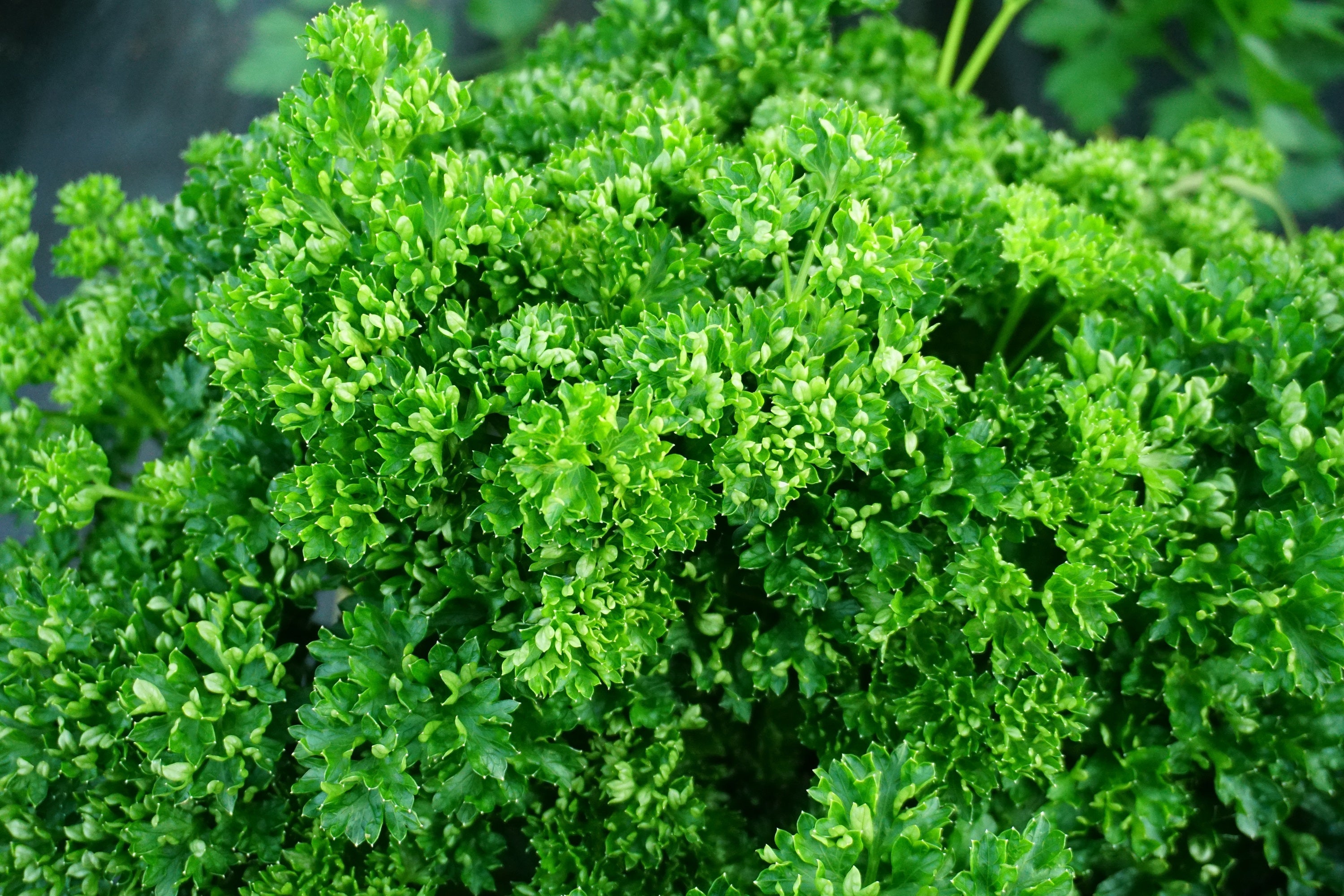 1500 TRIPLE CURLED PARSLEY Petroselinum Hortensis Herb Vegetable Seeds