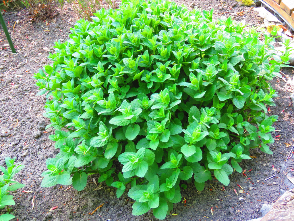 1000 HEIRLOOM CATNIP Nepeta Cataria Herb Flower Seeds