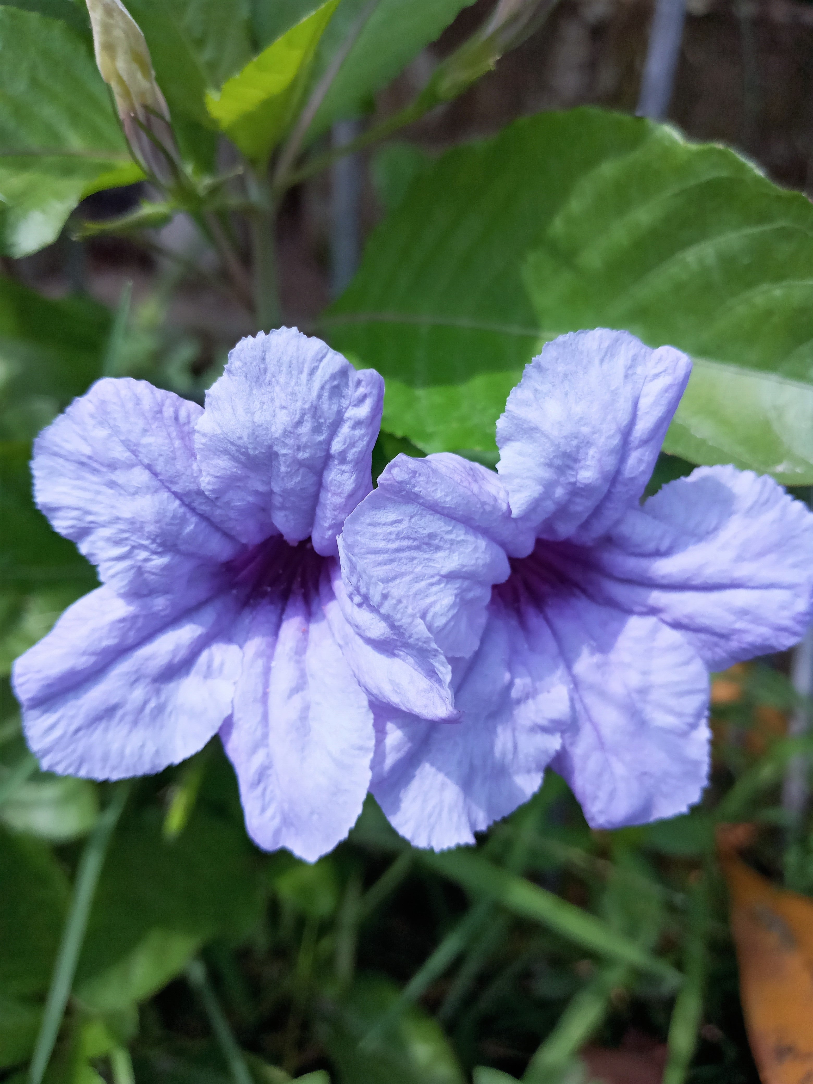100 Blue Purple FRINGELEAF PETUNIA Wild Ruellia Humilis Perennial Native Flower Seeds