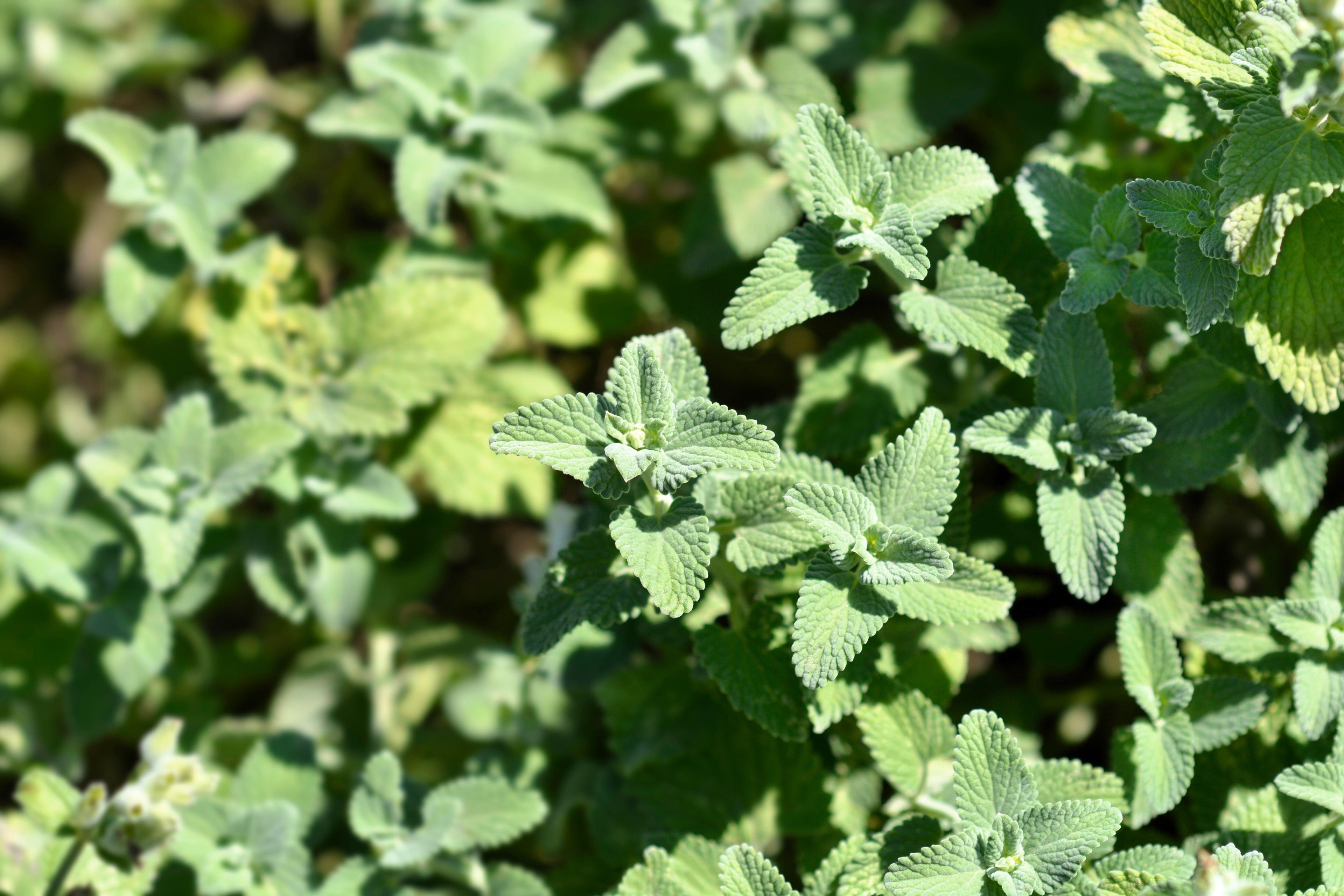 50 PERSIAN CATMINT Mussins Nepeta Racemosa Flower Seeds