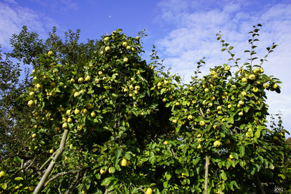 20 COMMON CULINARY QUINCE Fruit Tree Cydonia Oblonga Flowering Shrub Seeds