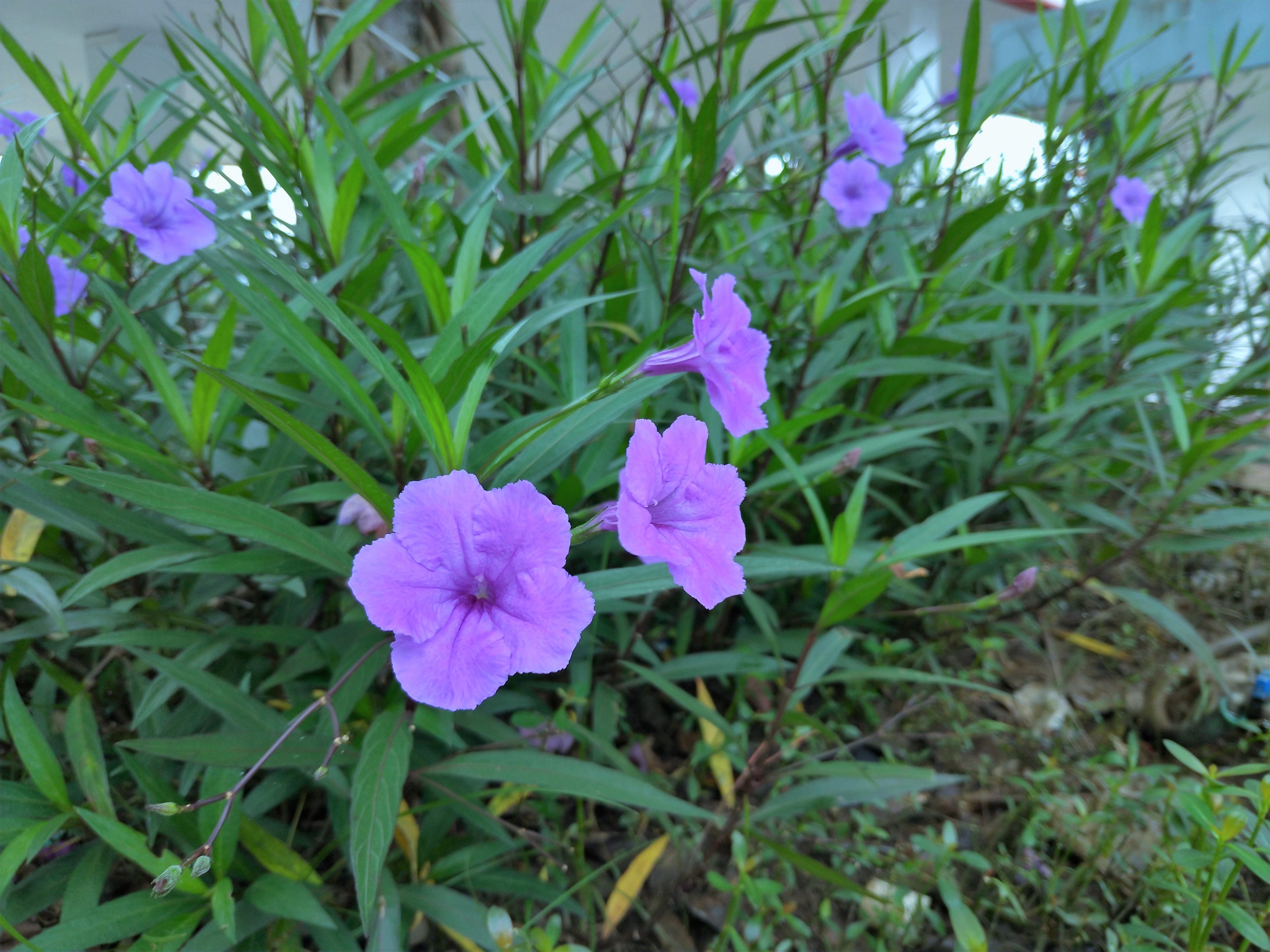 100 Blue Purple FRINGELEAF PETUNIA Wild Ruellia Humilis Perennial Native Flower Seeds