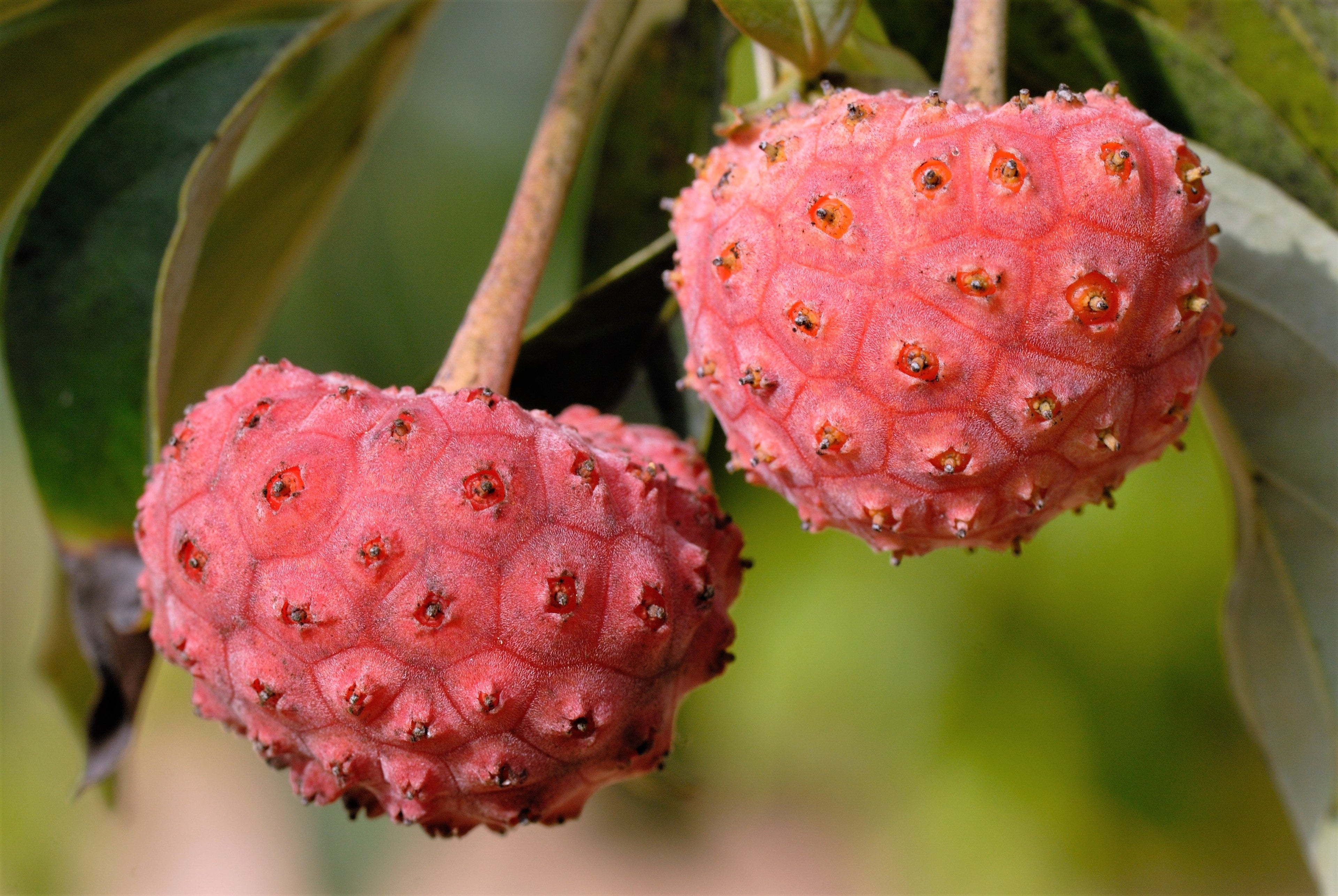 5 PINK DOGWOOD Tree Cornus Capitata Angustata Kousa Ornamental Flowering Tree Seeds