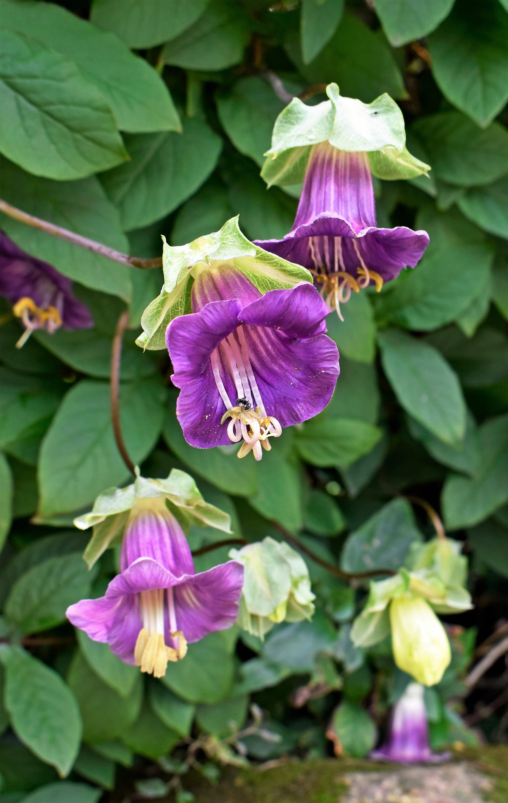 5 CUP & SAUCER VINE Cathedral Bells Cobaea Scandens Climber Purple Hummingbird Flower Seeds