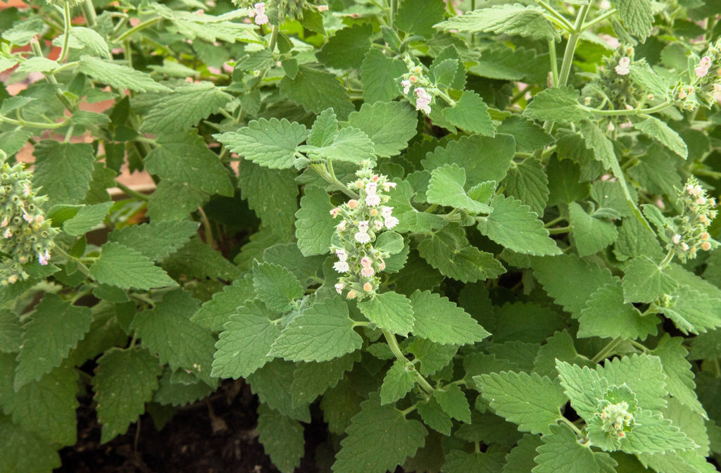 200 Lemon LEMONY CATNIP Nepeta Cataria Citriodora Herb Flower Seeds
