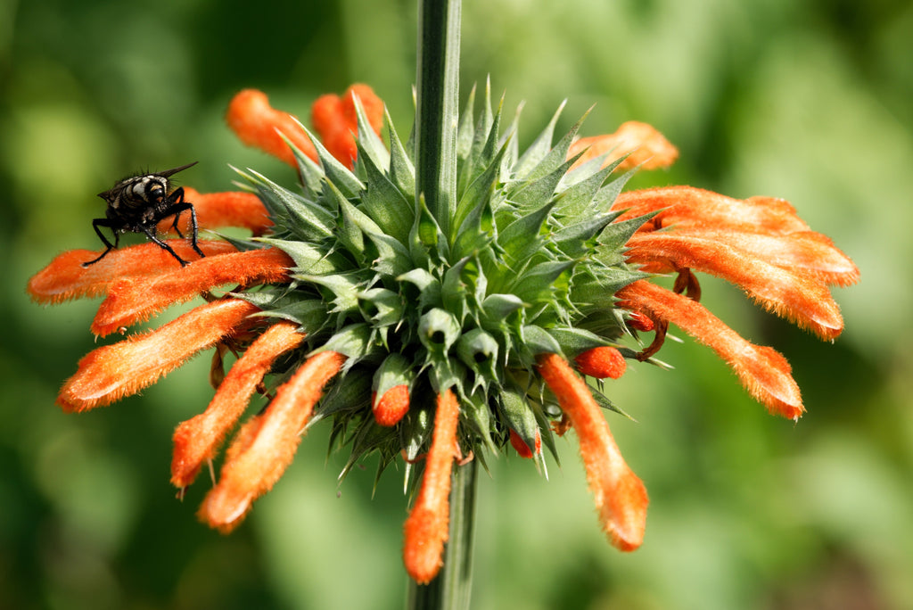 25 KLIP DAGGA (Lions Ear / Lions Tail / Wild Klip Dagga) Leonotis Nepetifolia Flower Seeds