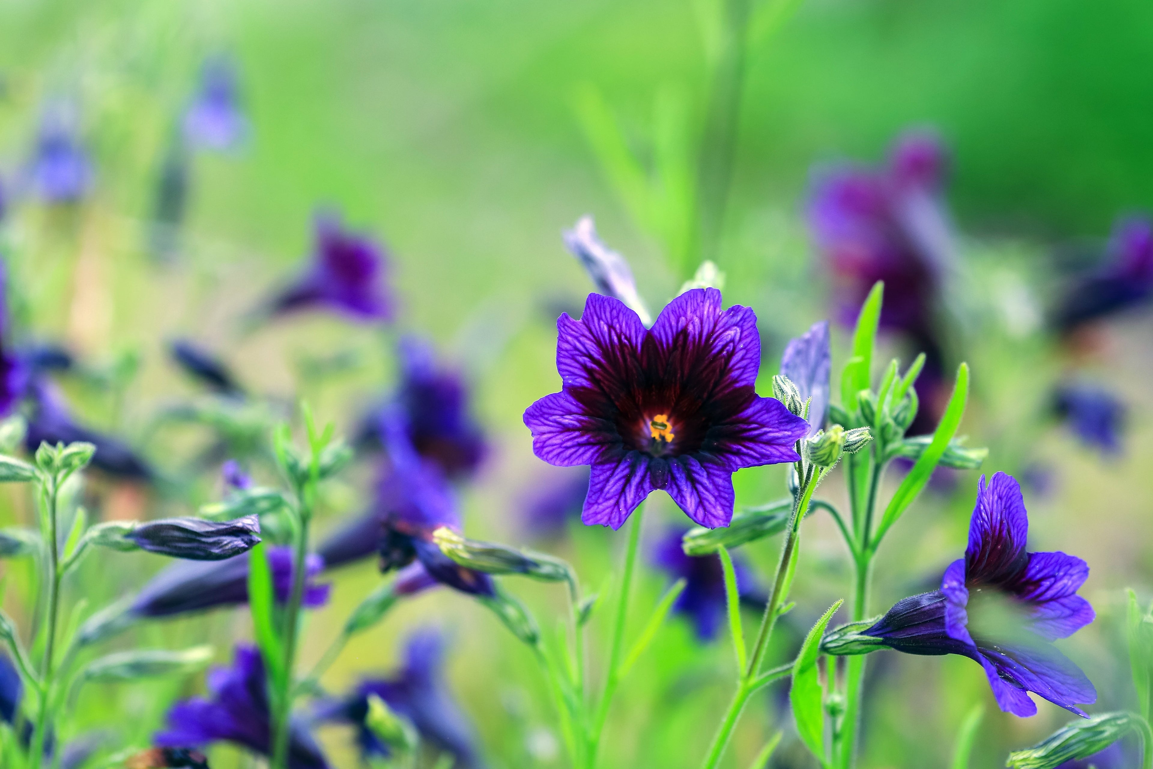 200 Mixed Colors PAINTED TONGUE (Velvet Trumpet Flower) Salpiglossis Grandiflora Virgiana Flower Seeds