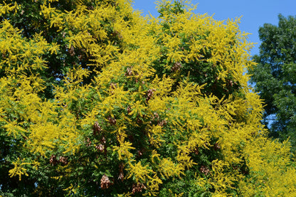 10 DWARF GOLDEN RAIN TREE Koelreuteria Paniculata Nana Yellow Flower Seeds