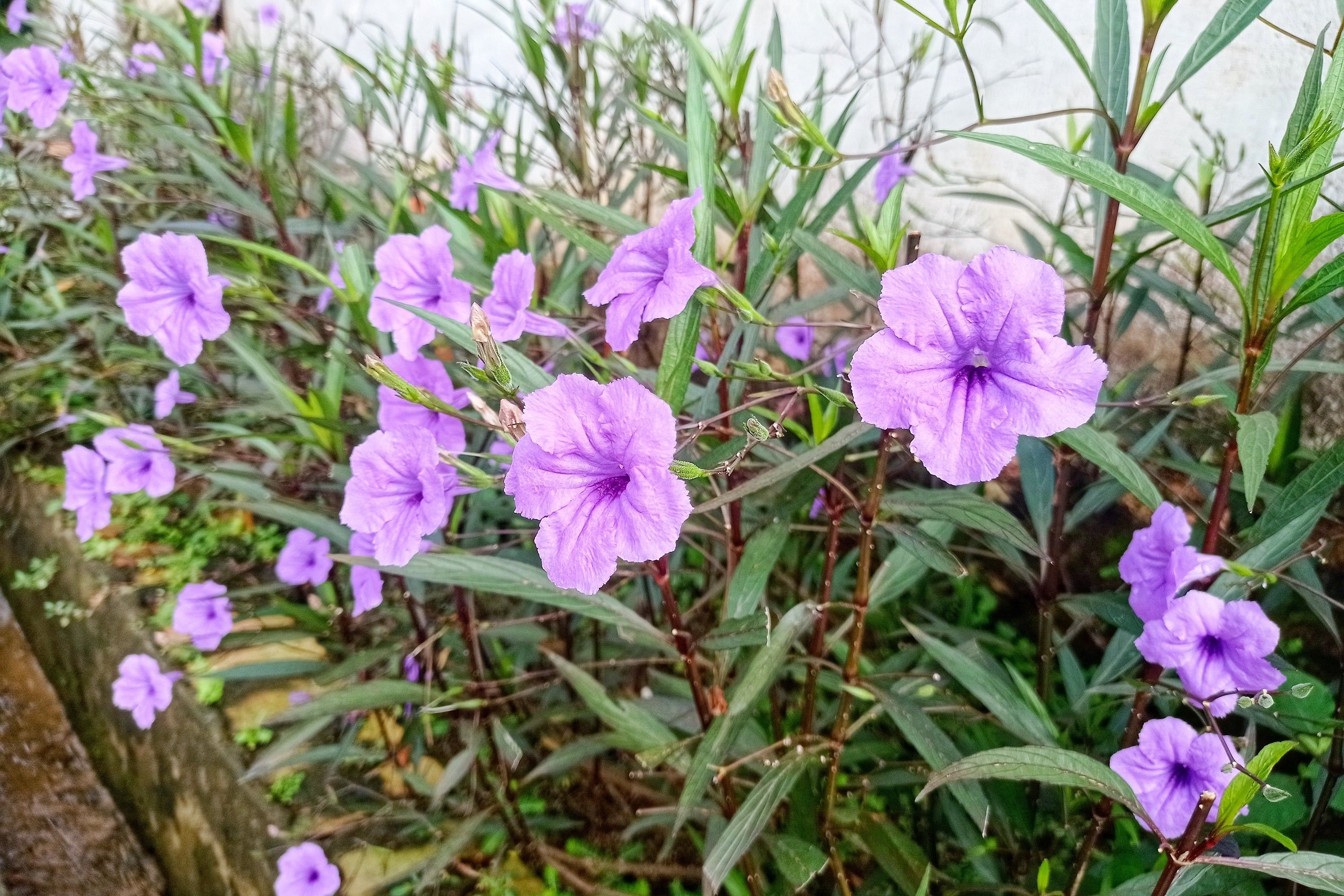 100 Blue Purple FRINGELEAF PETUNIA Wild Ruellia Humilis Perennial Native Flower Seeds
