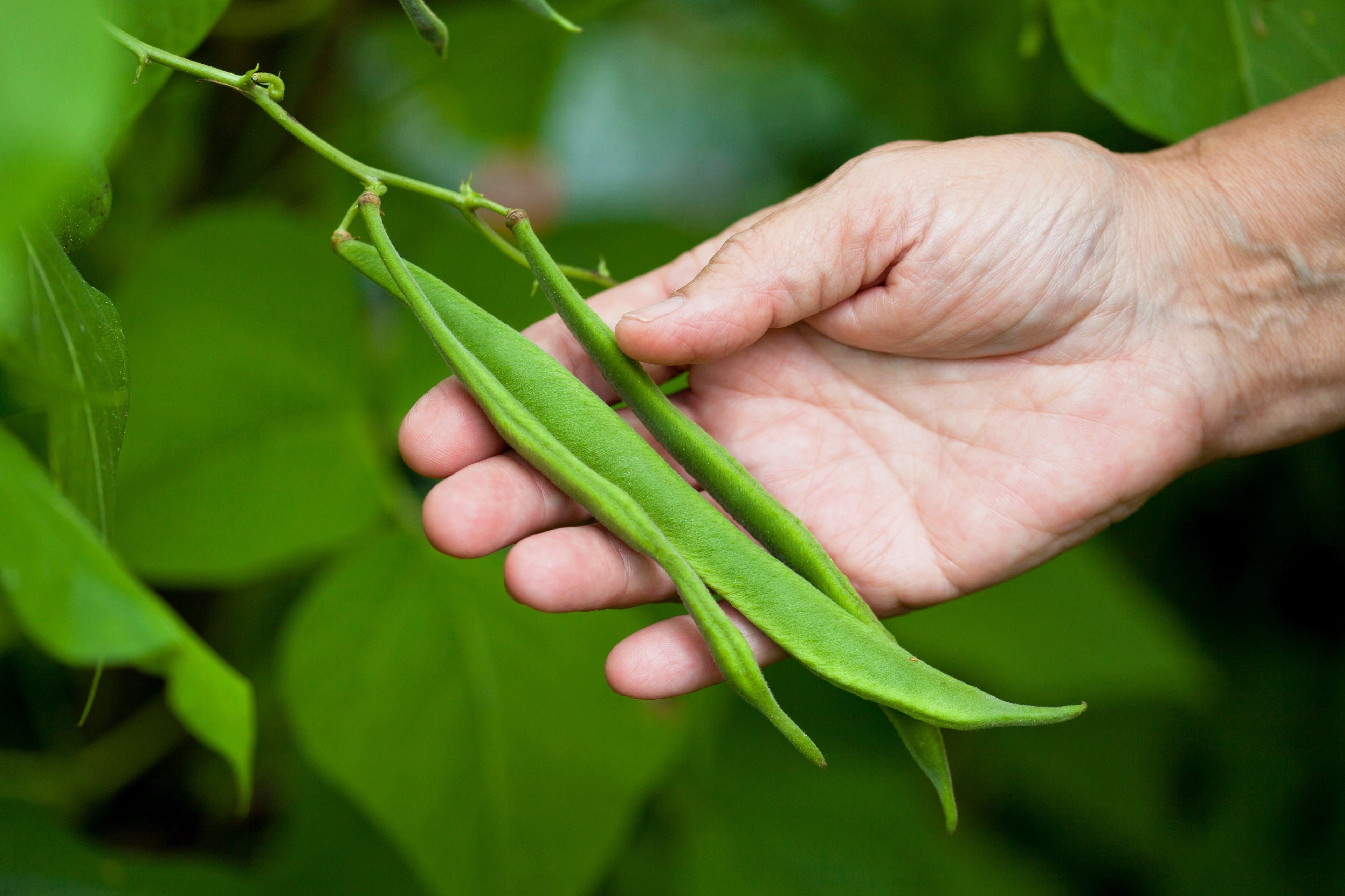 25 SCARLET RUNNER Pole BEAN Ornamental Red Flowers Phaseolus Vulgaris Vegetable Seeds