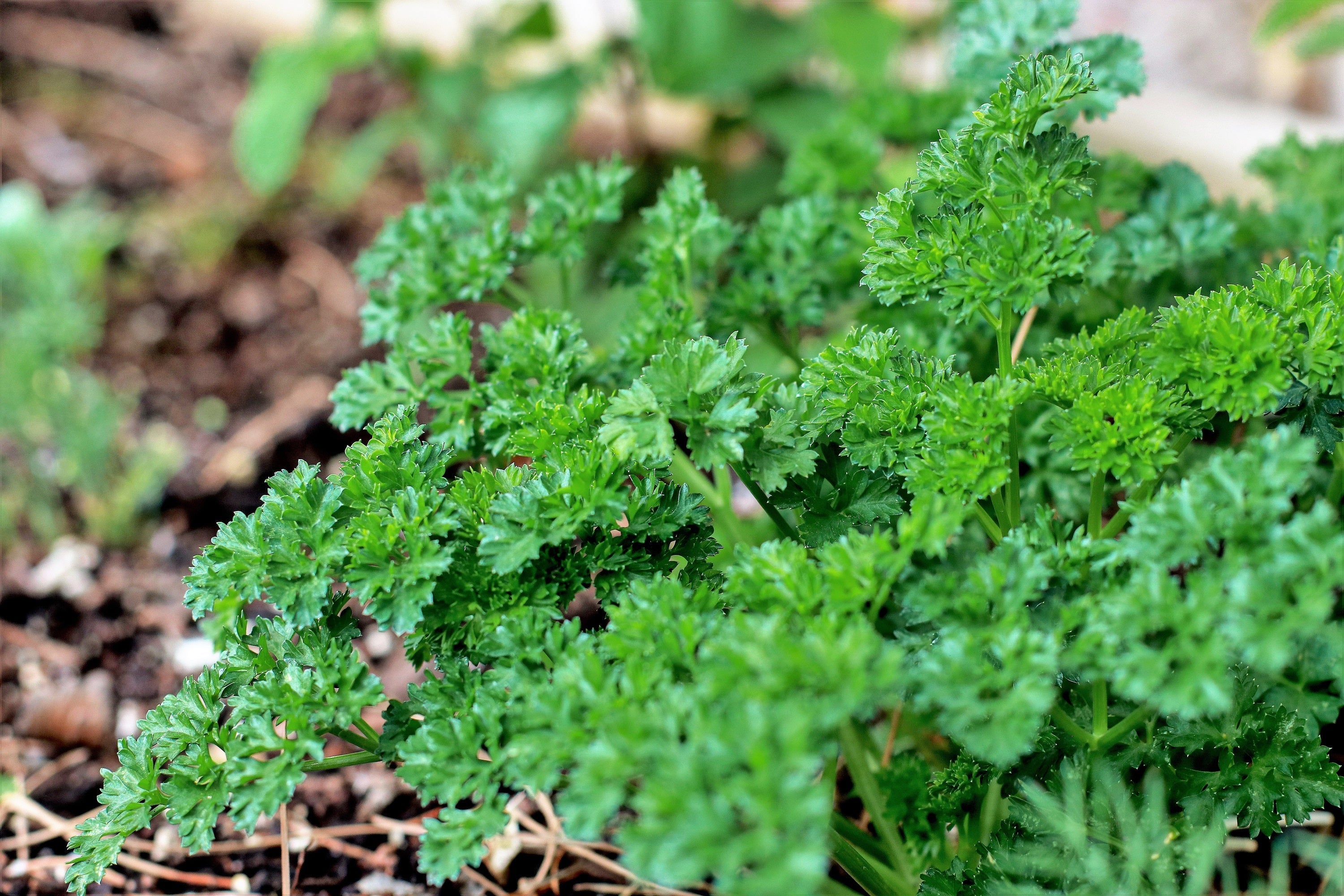 1500 TRIPLE CURLED PARSLEY Petroselinum Hortensis Herb Vegetable Seeds