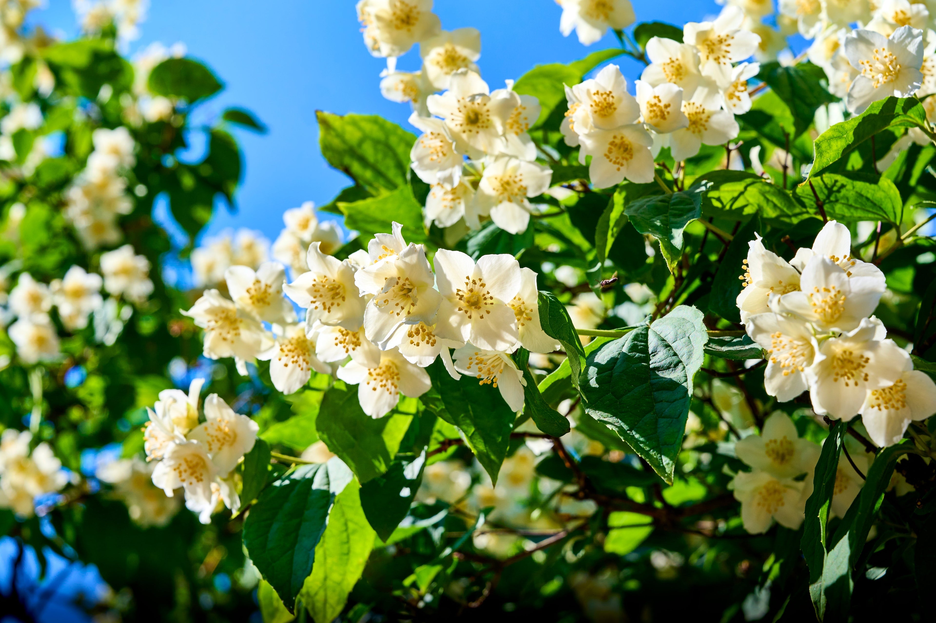 20 SWEET MOCK ORANGE English Dogwood Philadelphus Coronarius Shrub Flower Seeds